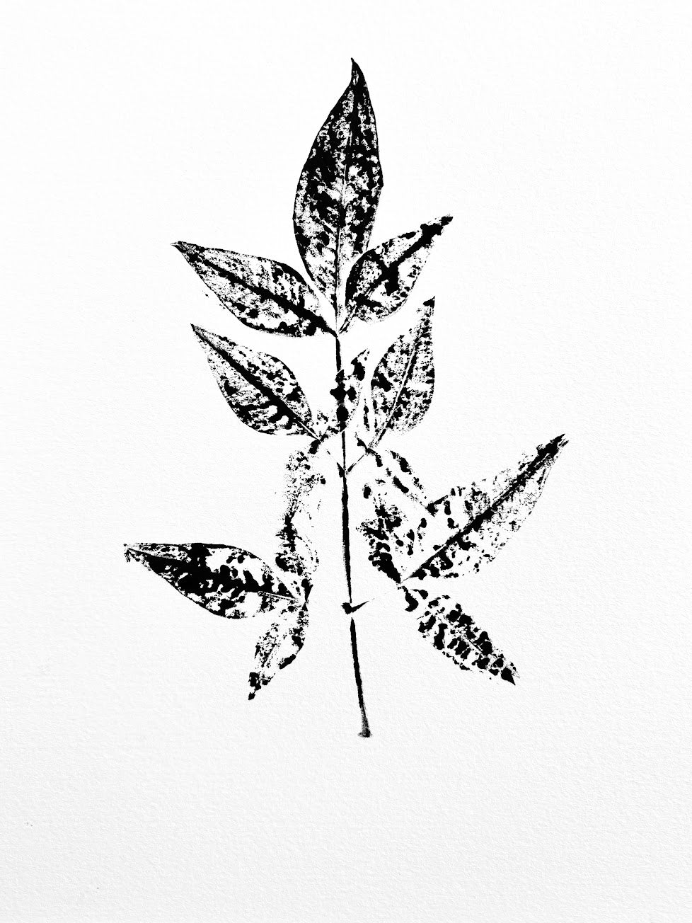 Small Mimosa Brach Ink Transfer