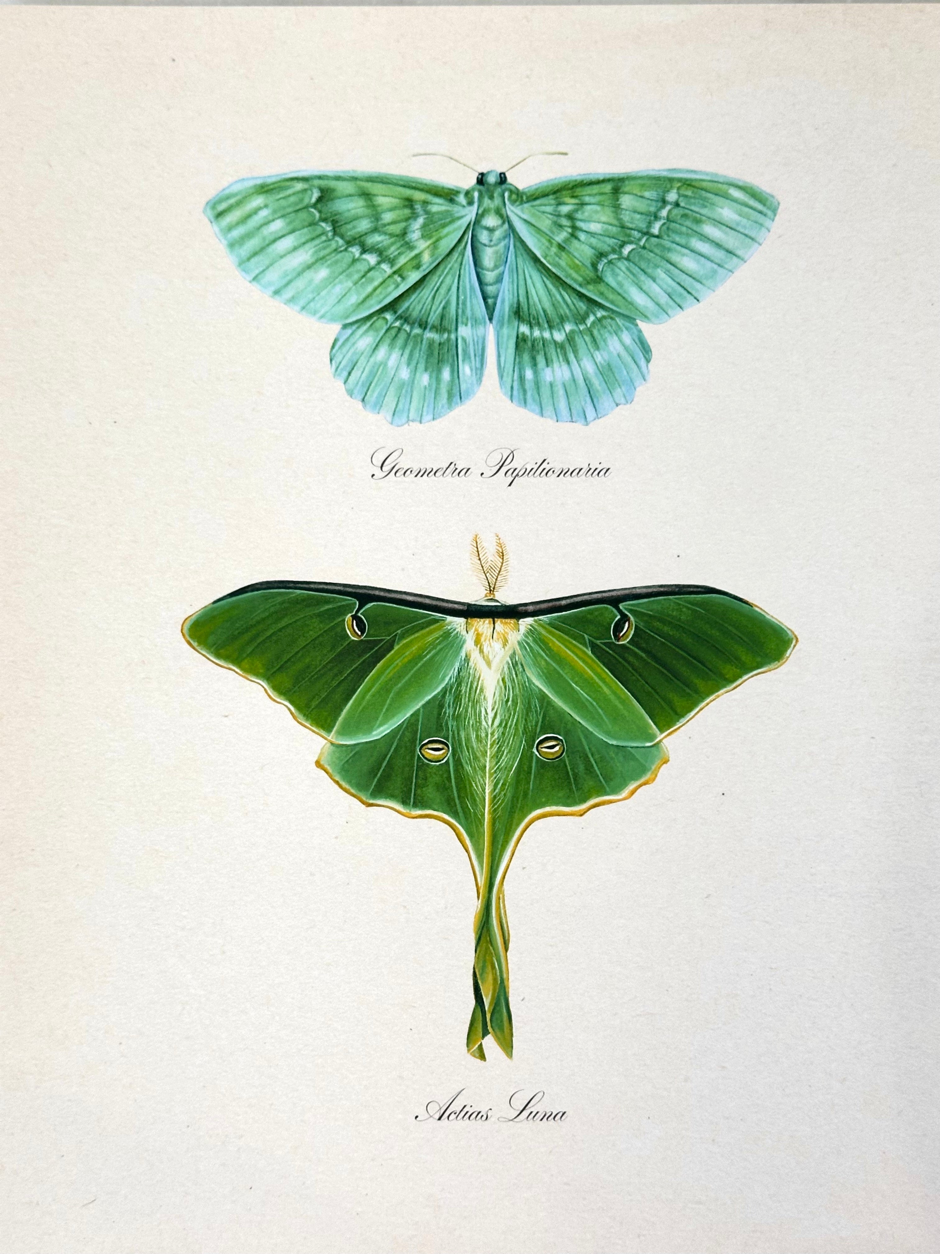 Emerald + Luna Moths Print