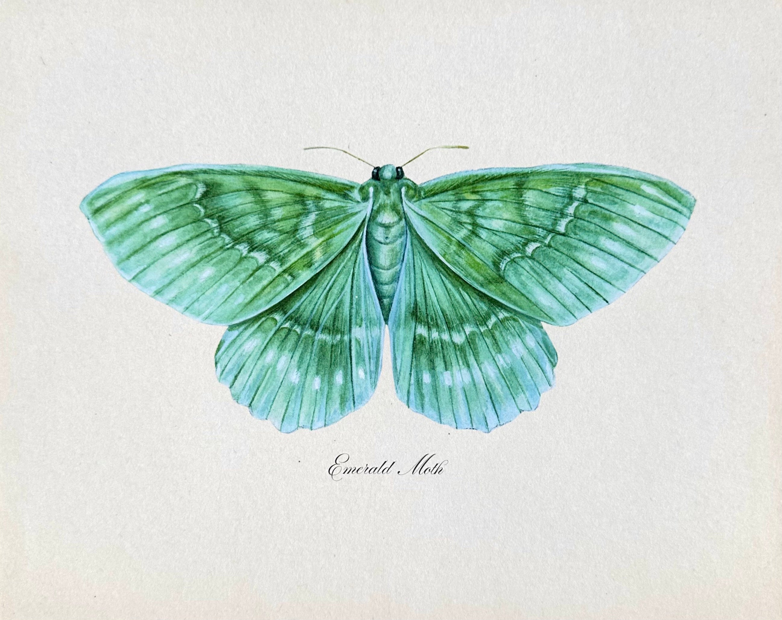 Emerald Moth Print