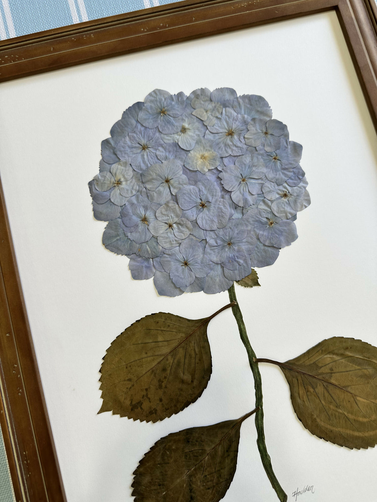 Pressed Hydrangea