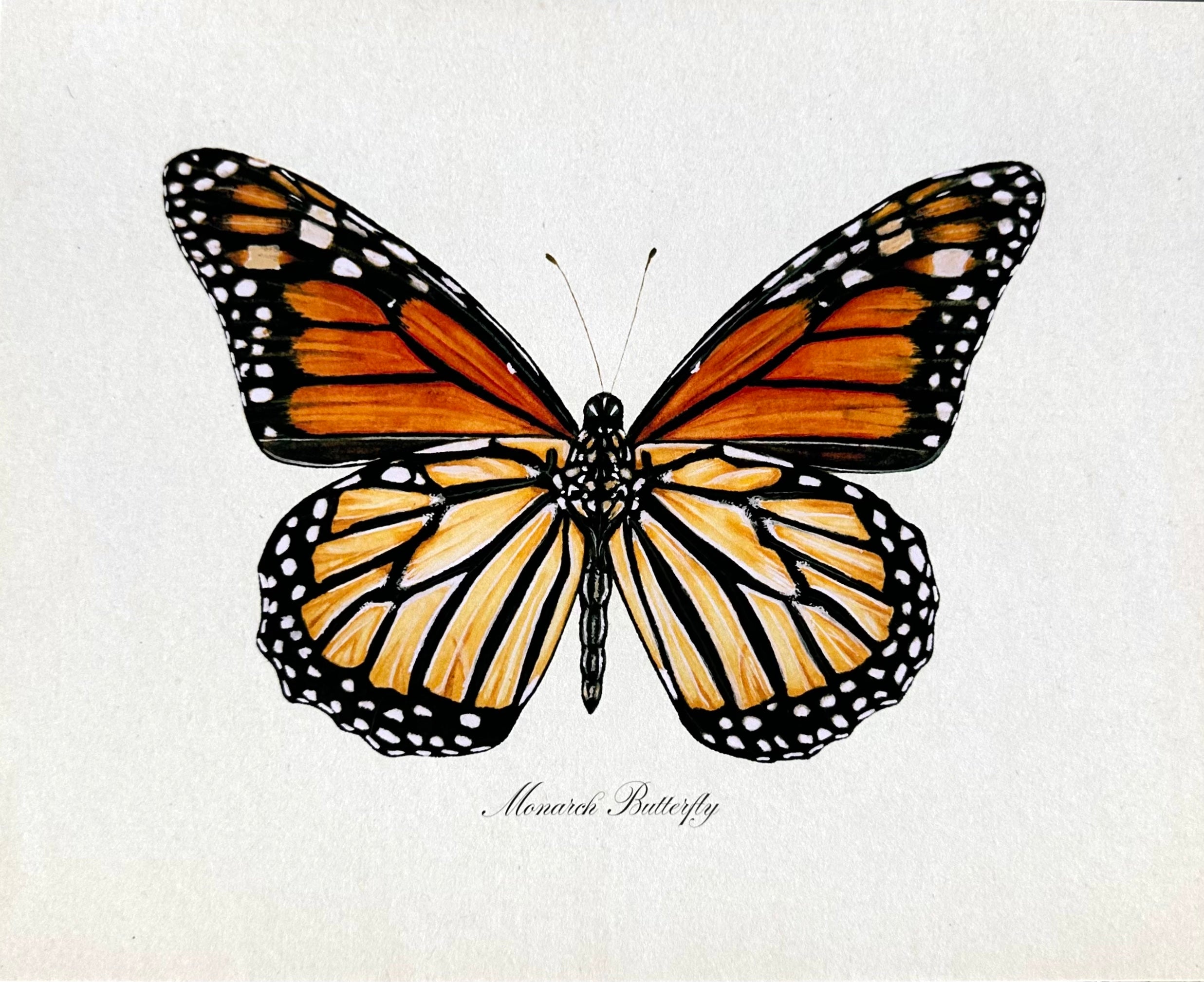 Monarch Butterfly Print