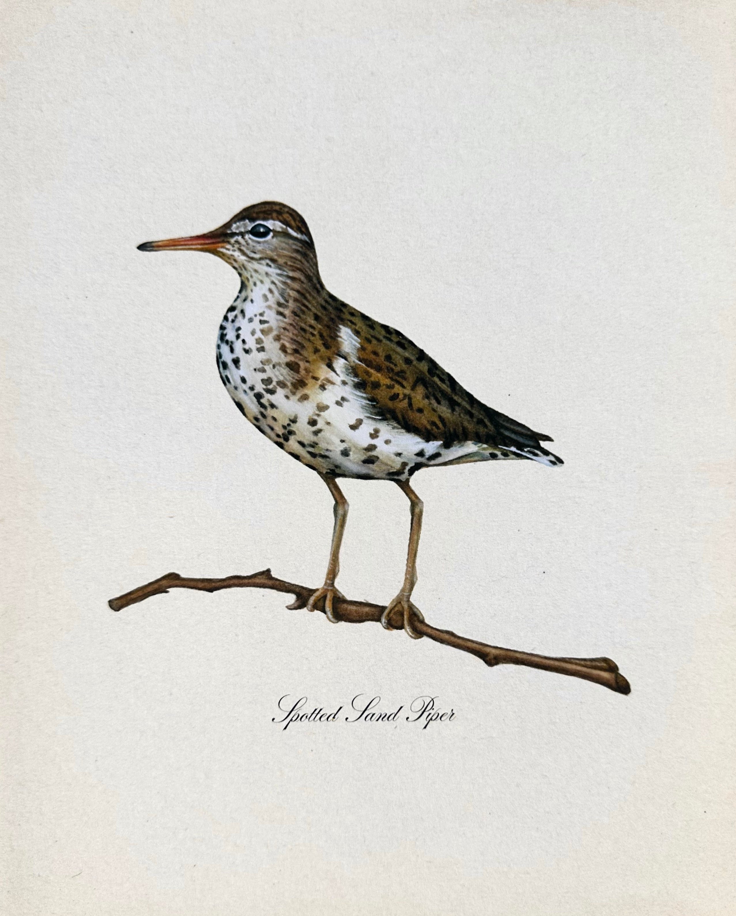 Sandpiper Bird Print