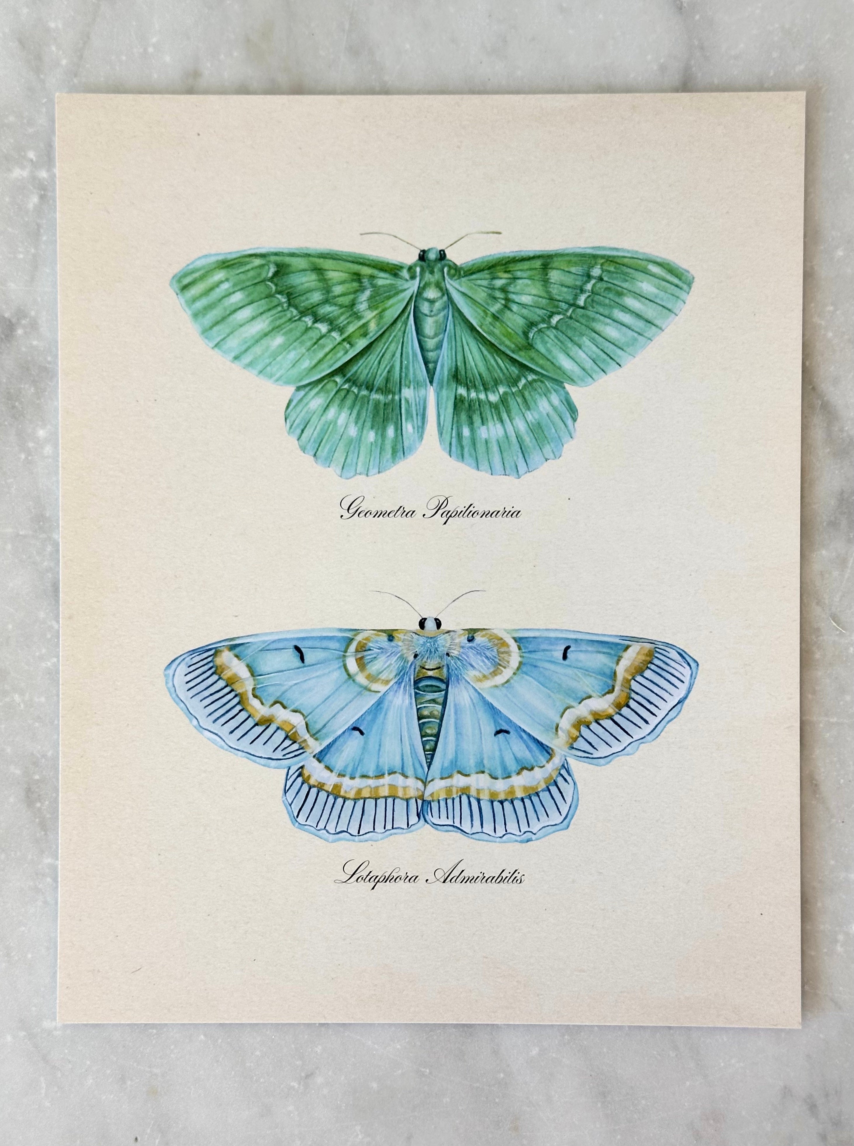 Emerald + Blue Moths Print