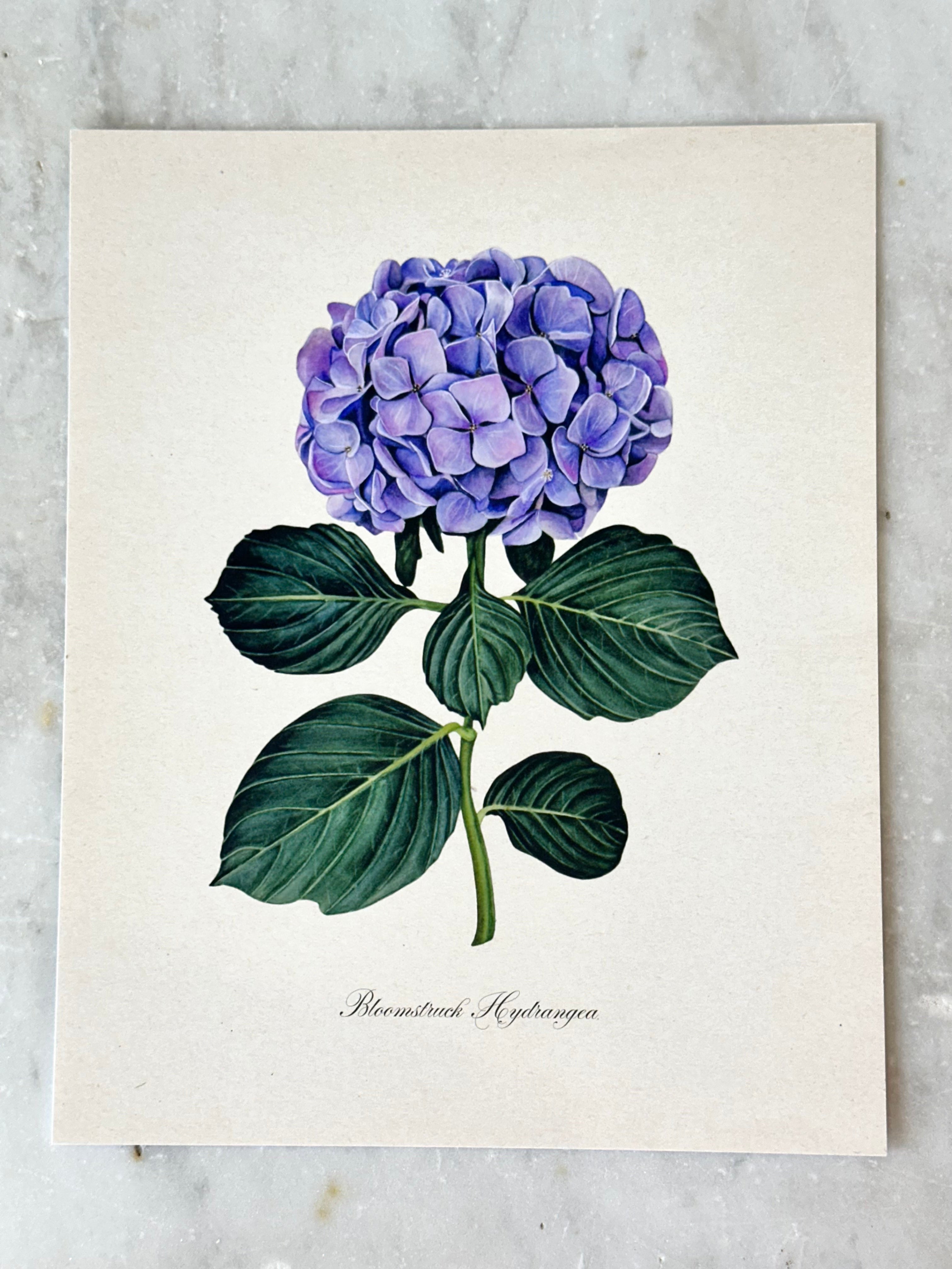 Hydrangea Print