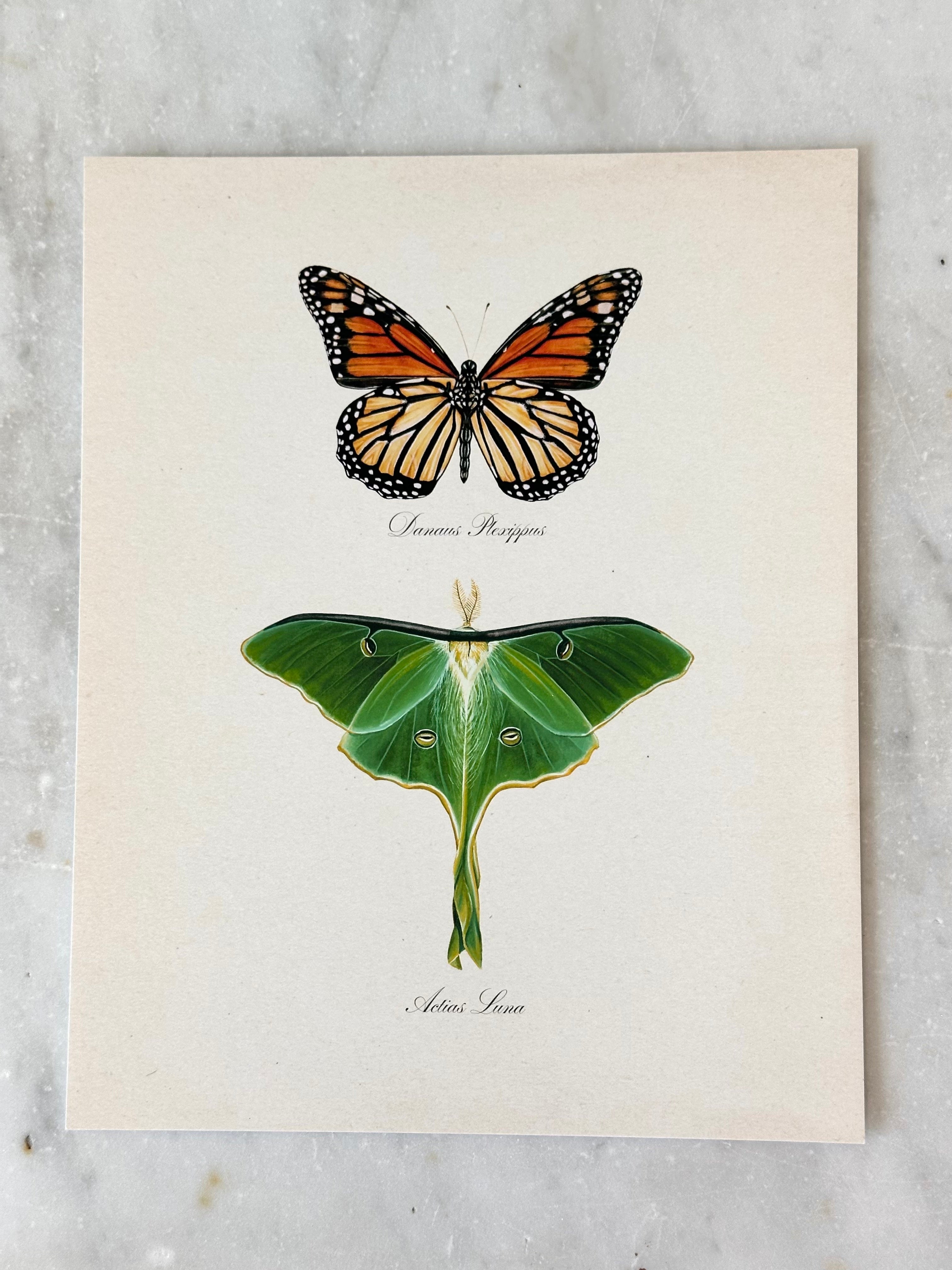 Monarch + Luna Print