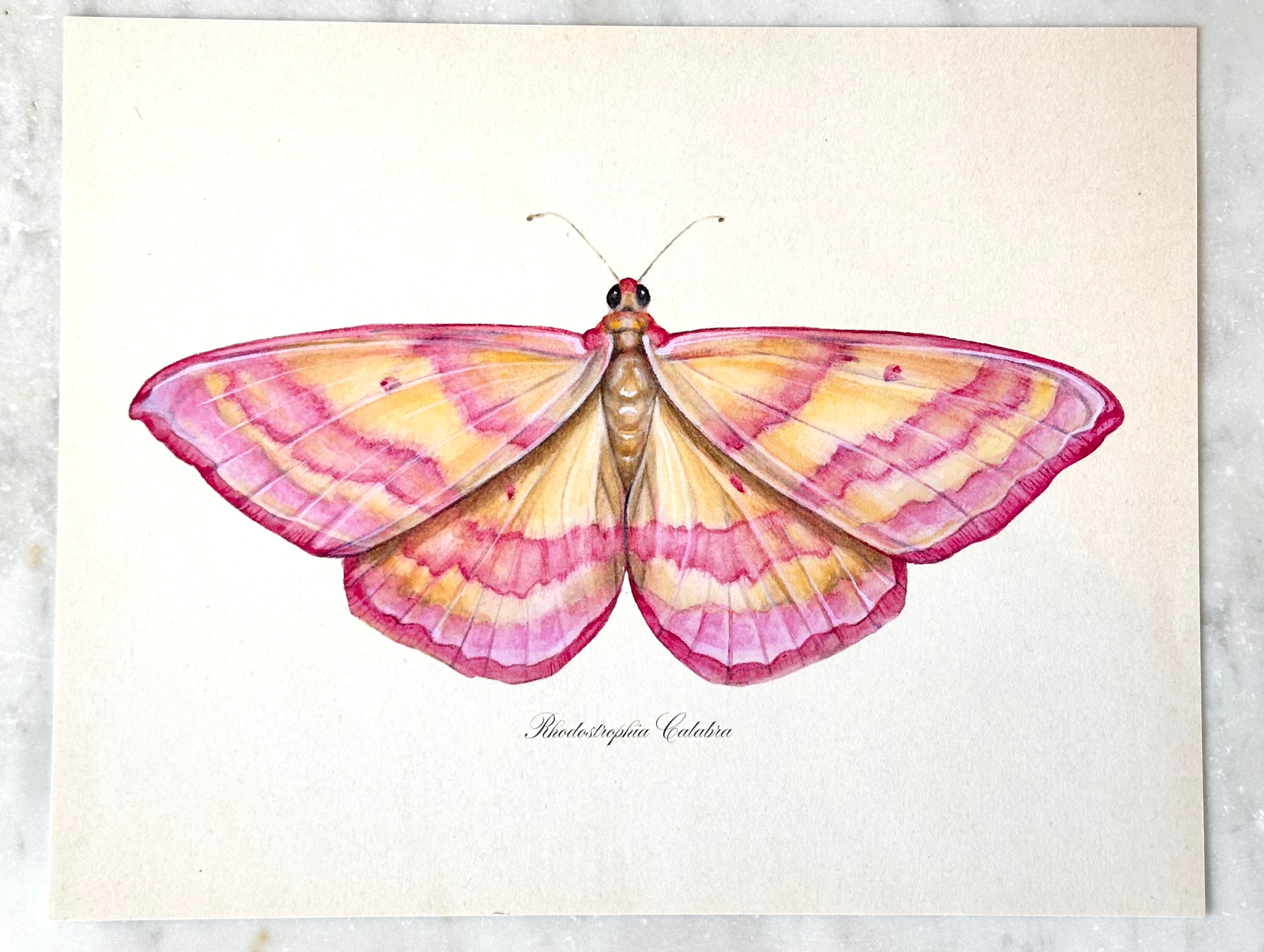 Pink Lined Moth Print