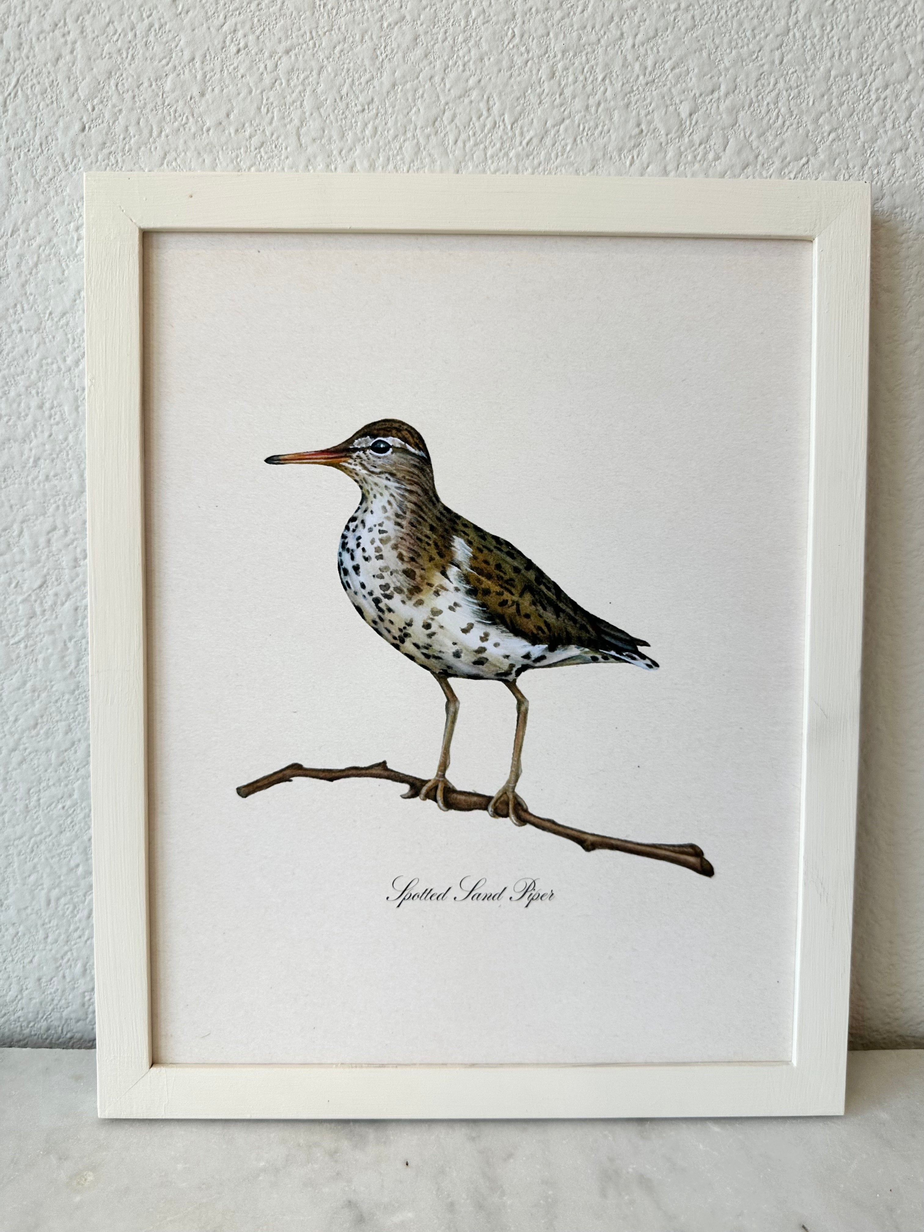 Sandpiper Bird Print