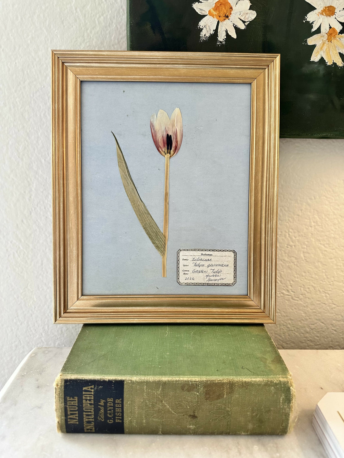 Pressed Tulip #2