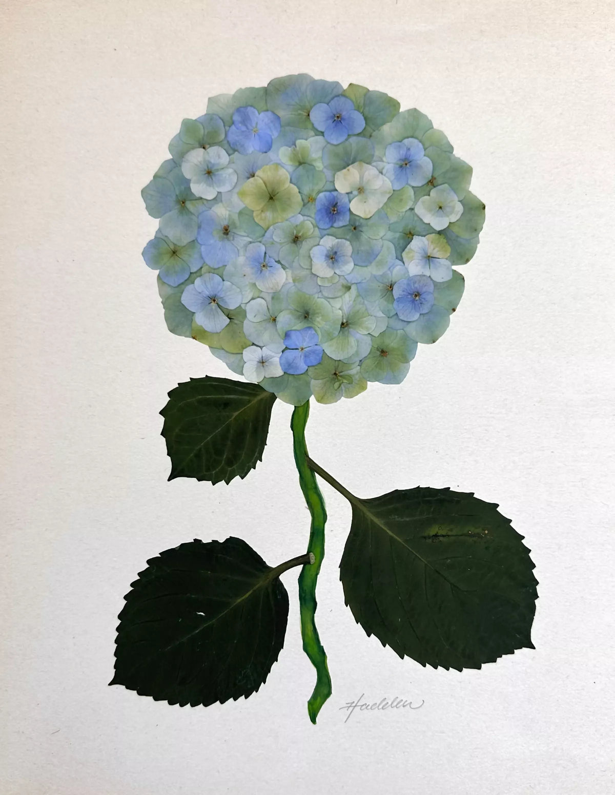 Green Pressed Hydrangea Giclée Print