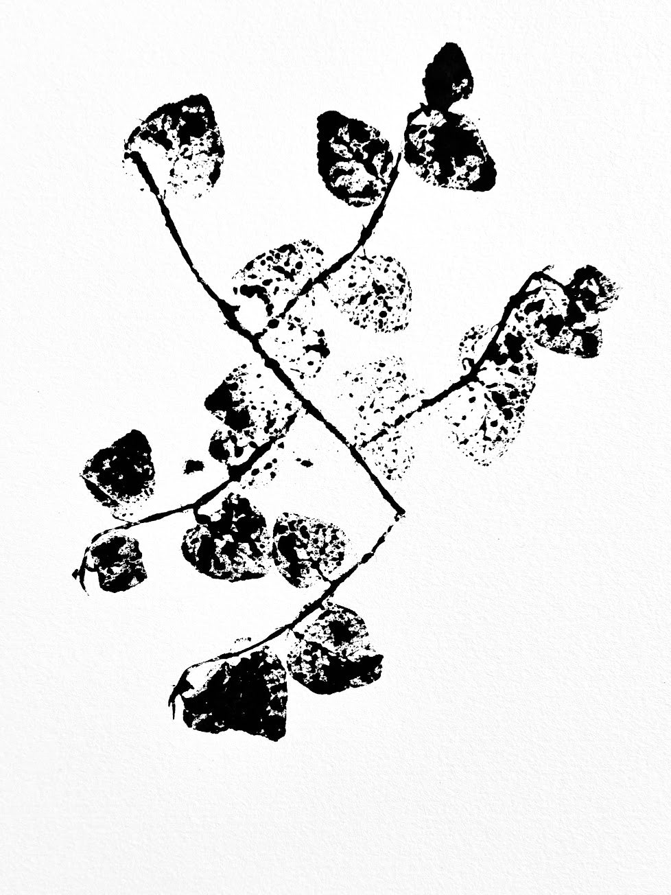 Creeping fig Ink Transfer