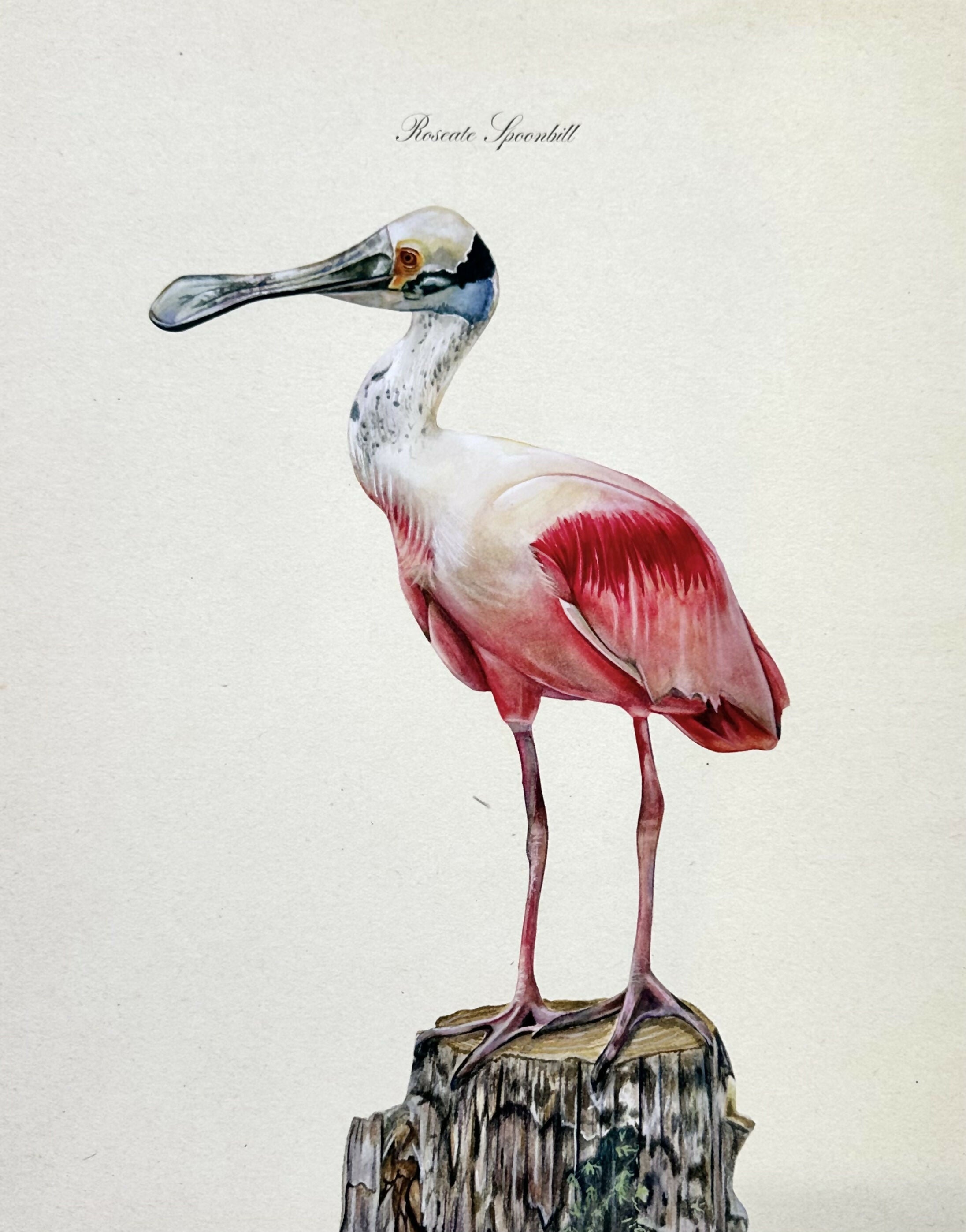 Roseate Spoonbill Print