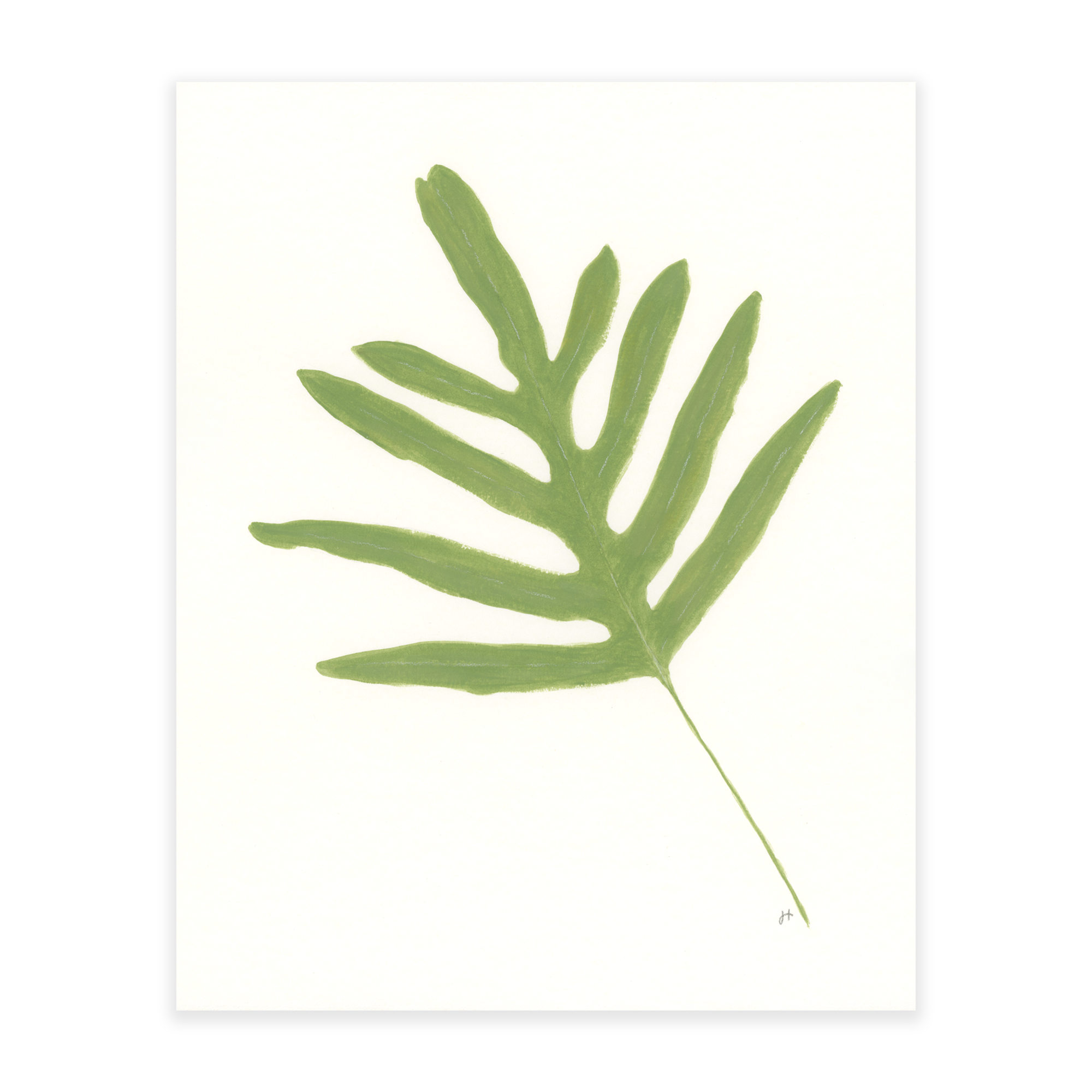 blue star fern leaf Blue Star Fern 2