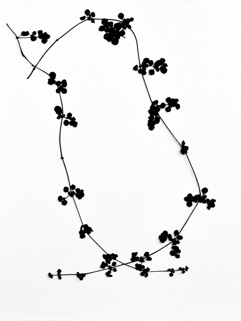 Pressed Ice Vine dressed in black ink