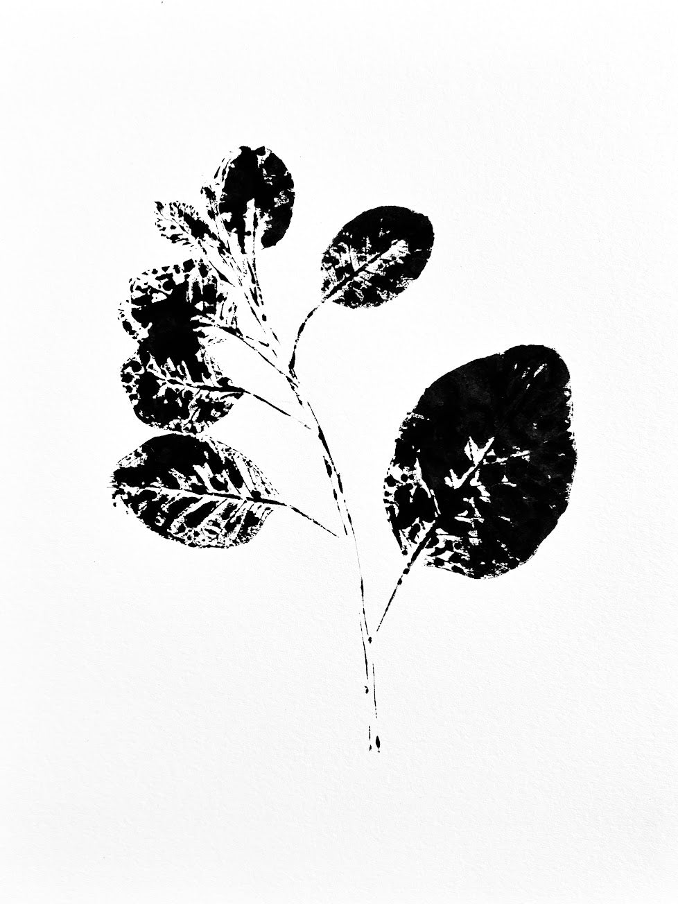 Smoke Tree Twig Ink transfer
