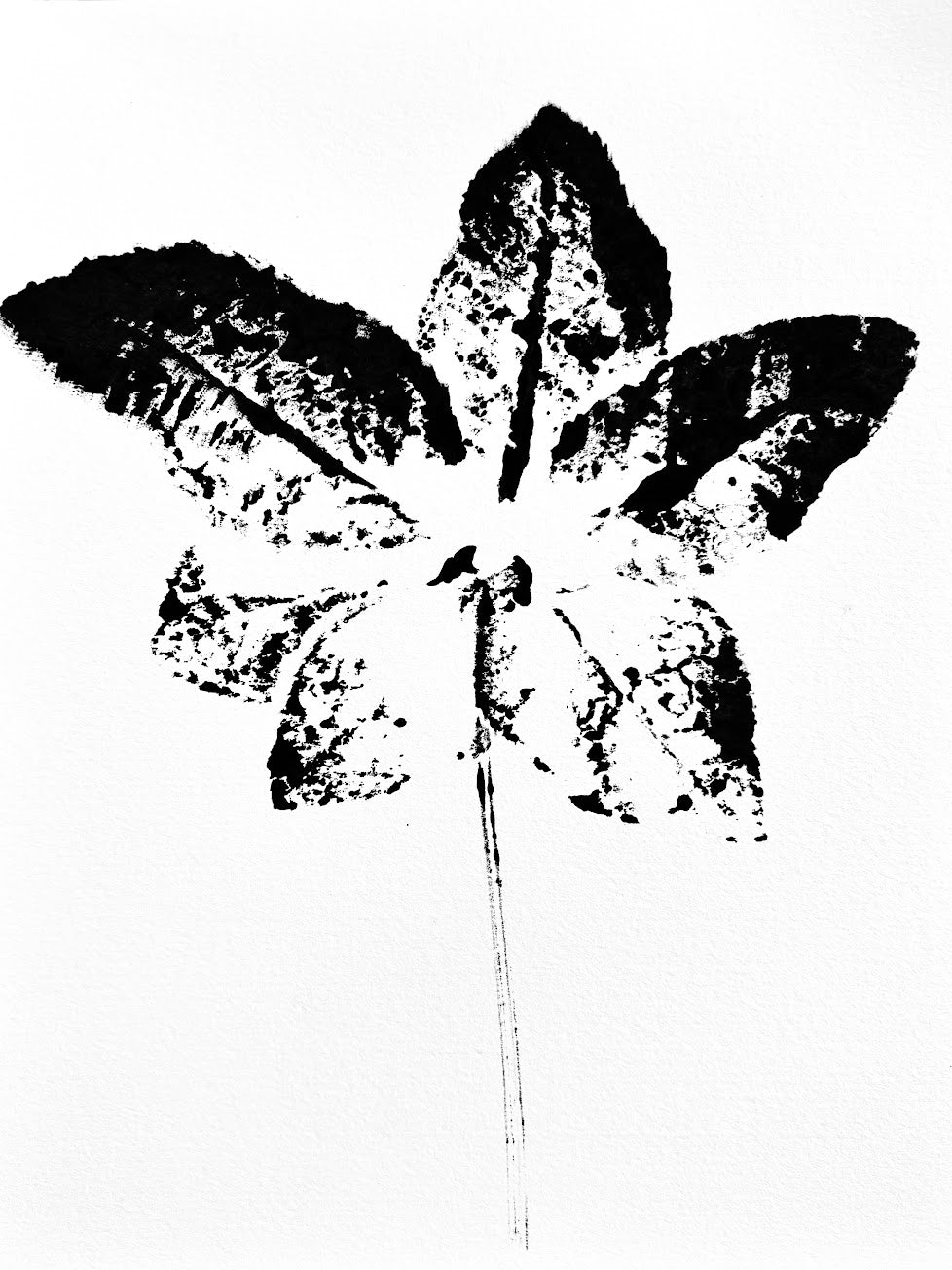 Hellebore Ink Transfer