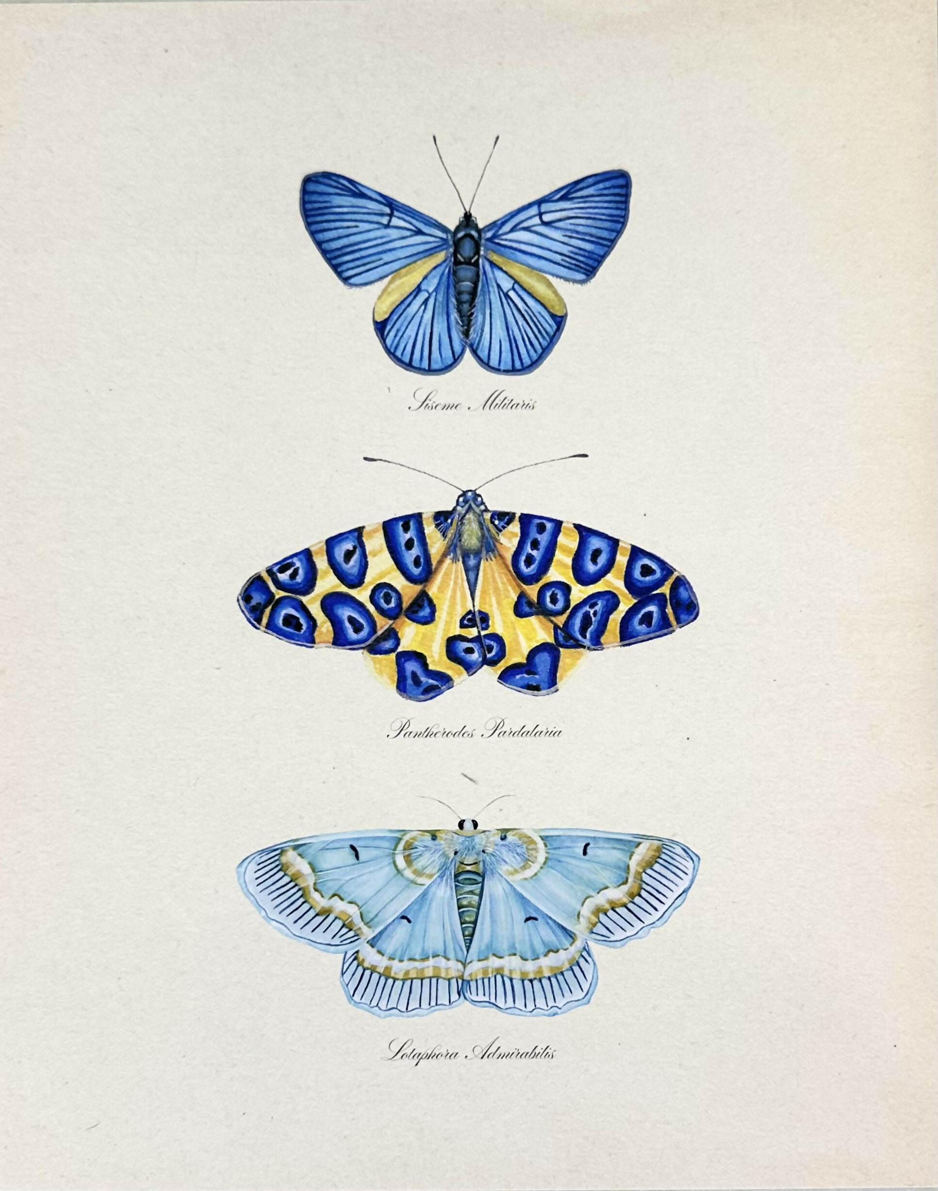 Butterfly Trio #3 Print