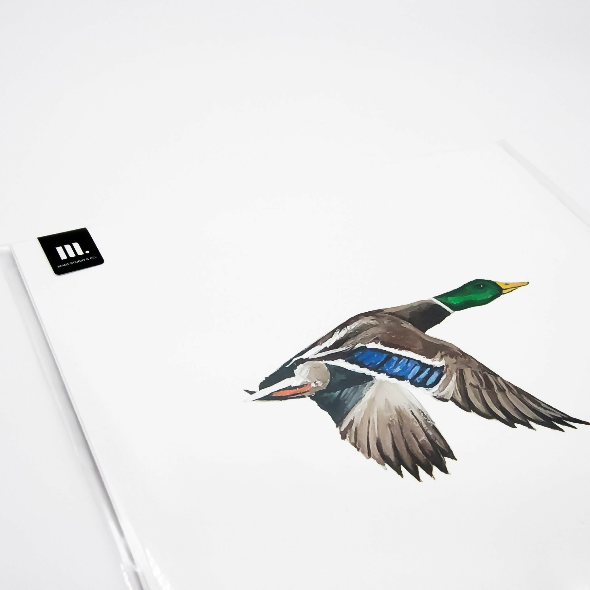 Mallard in Flight Study Print