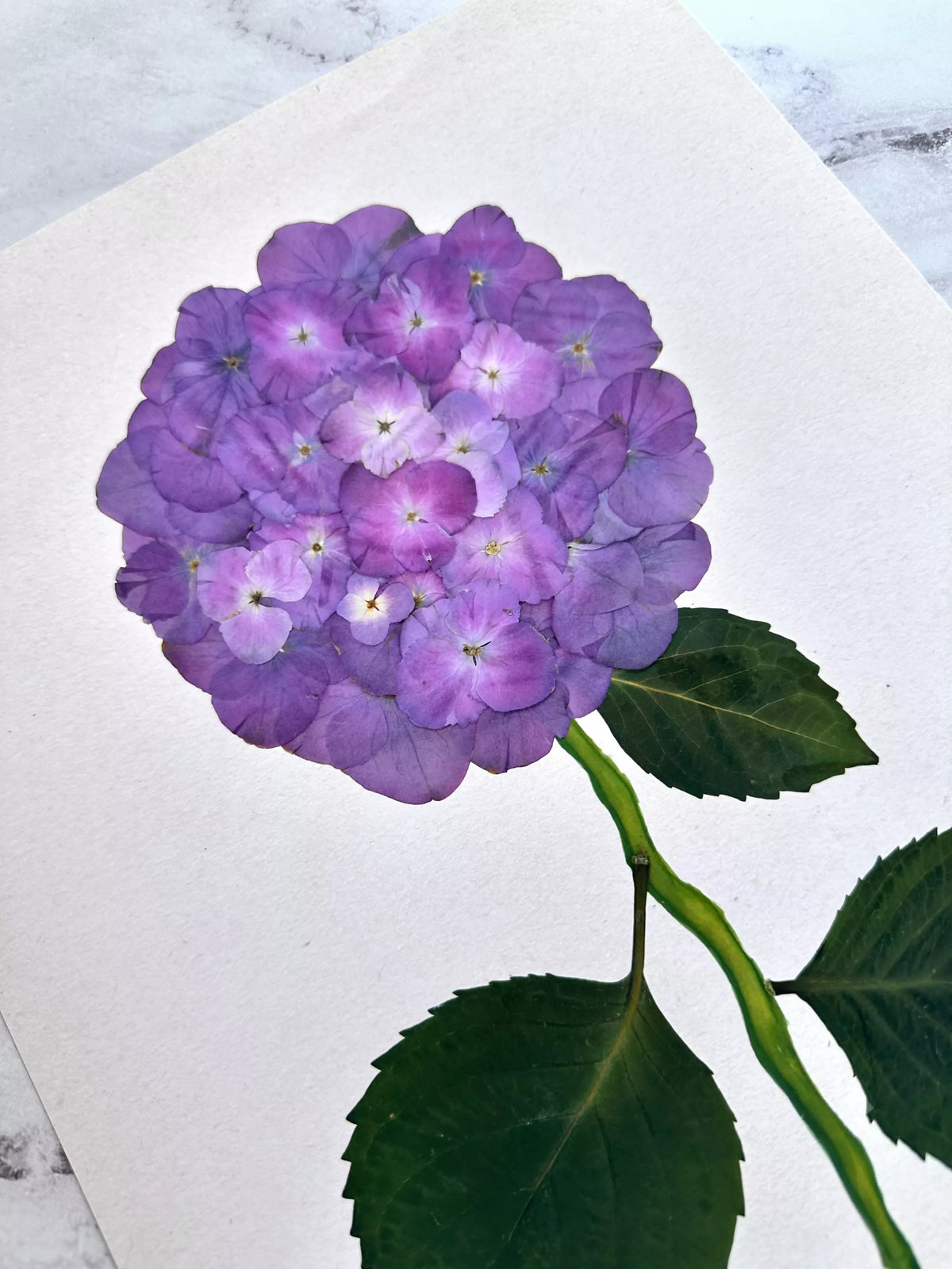 Purple Pressed Hydrangea Giclée Print