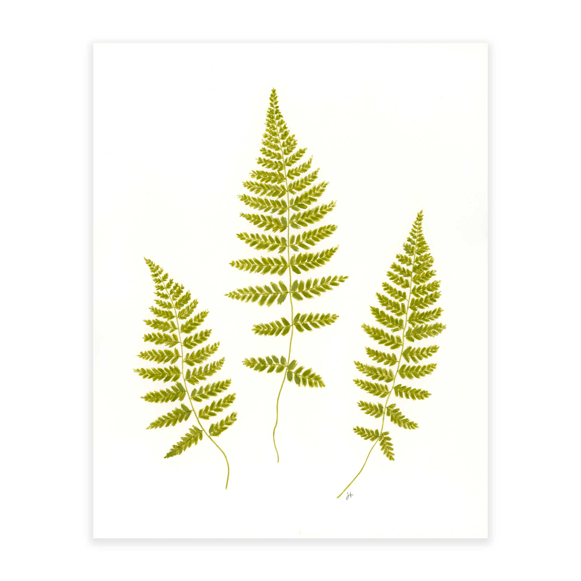 Lady Fern Trio