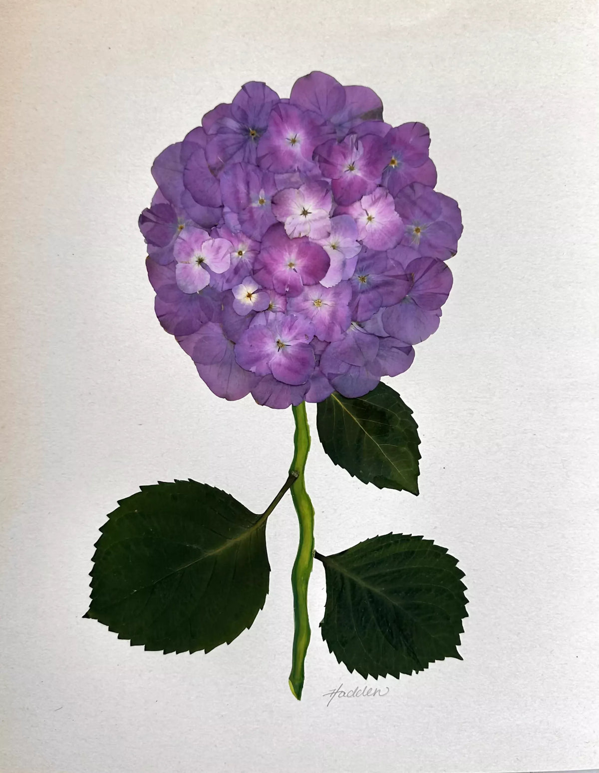 Purple Pressed Hydrangea Giclée Print