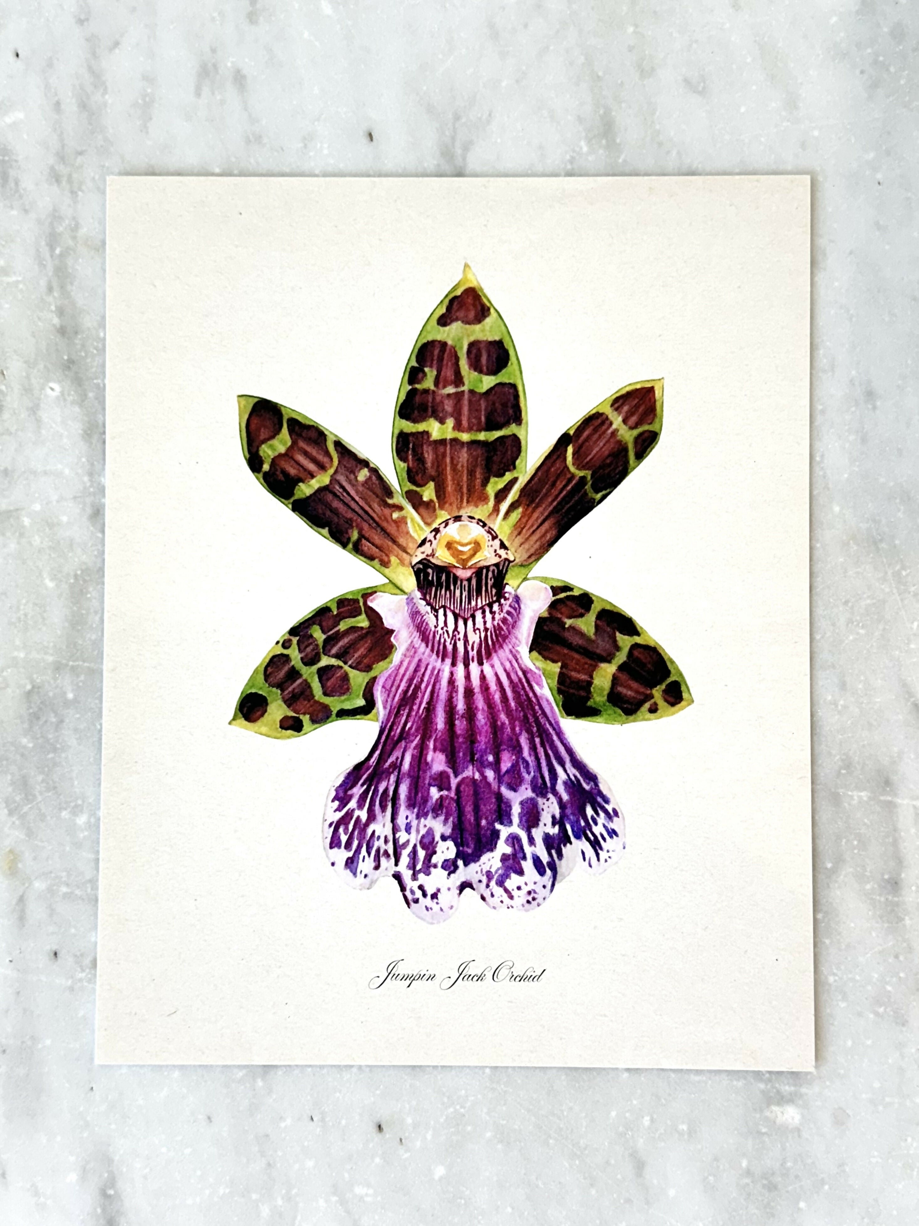 Jumpin' Jack Orchid Print