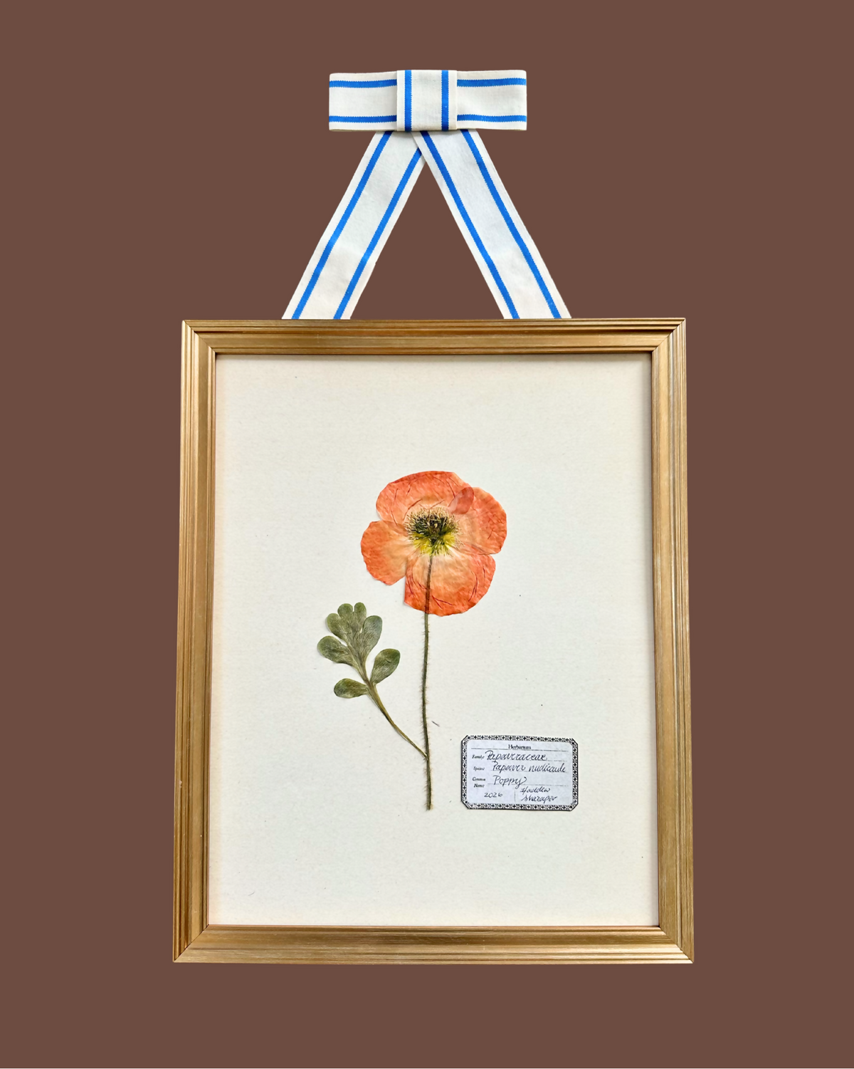 Pressed Poppy #2