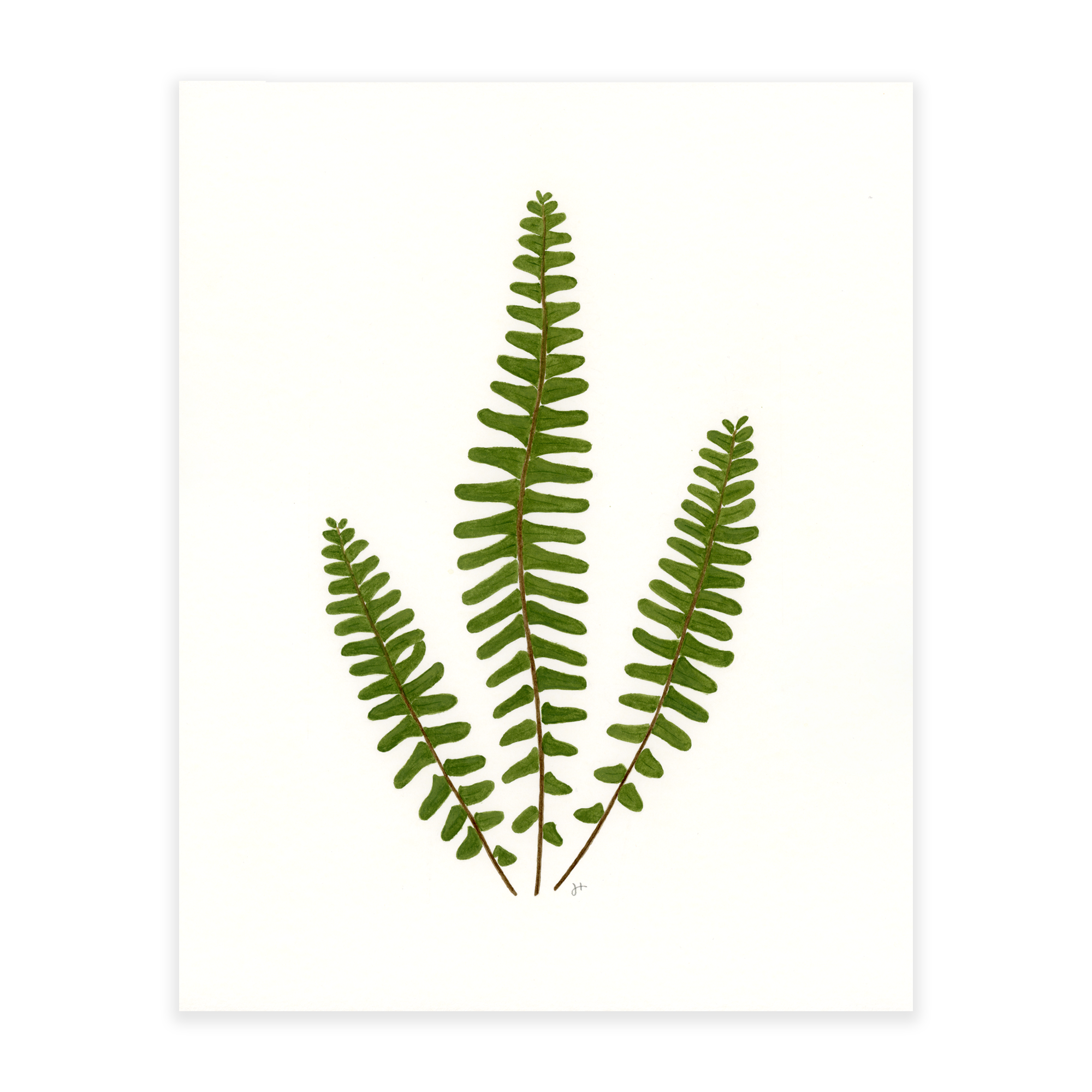 Sword Fern Trio