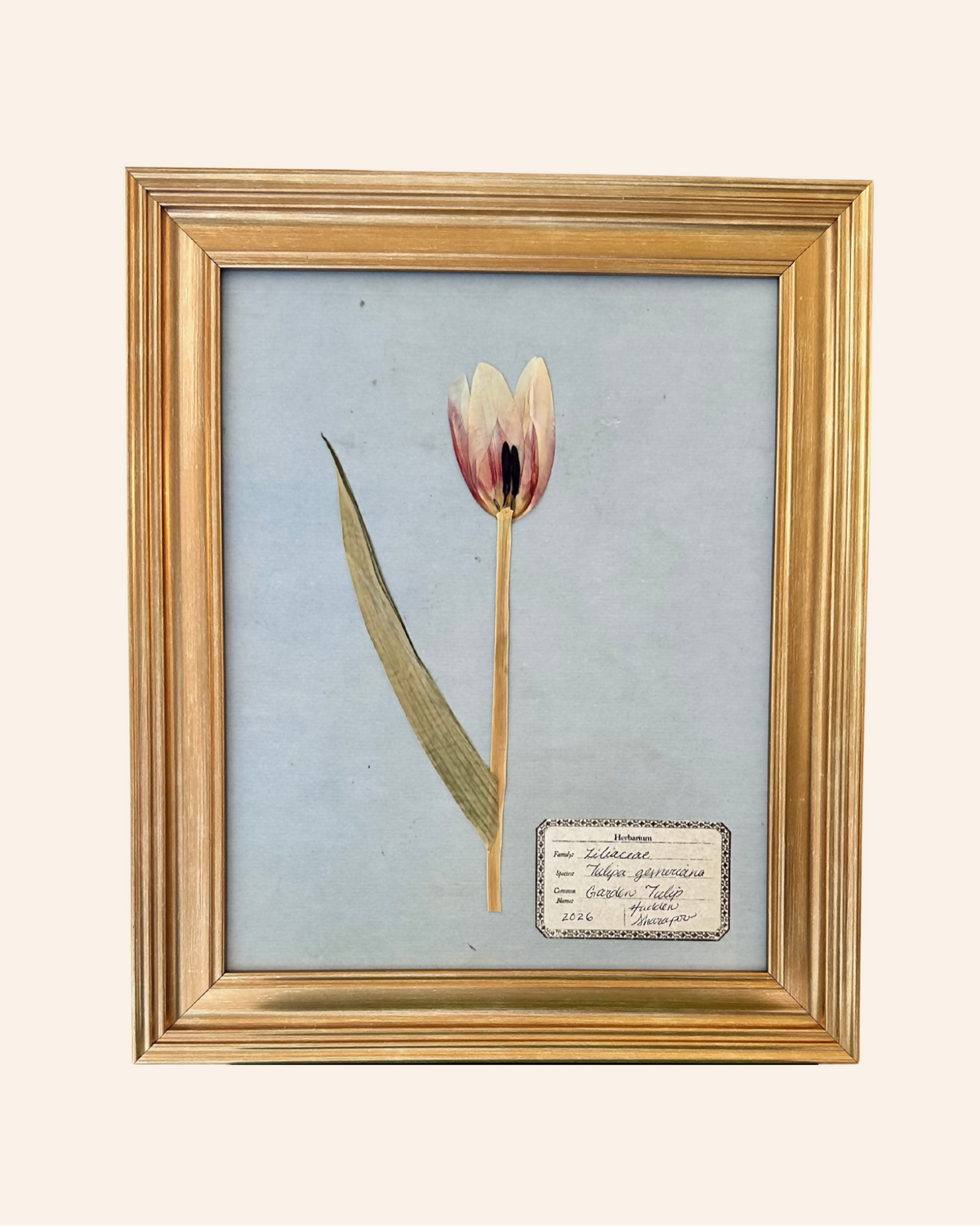 Pressed Tulip #2