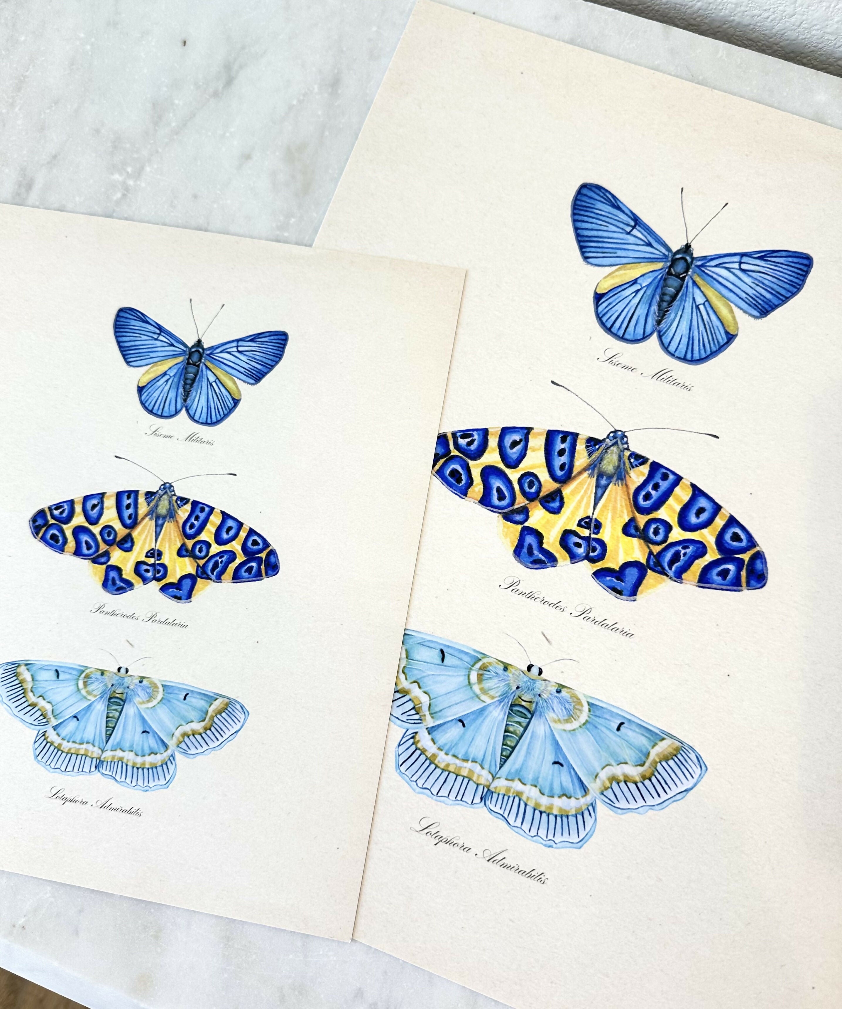 Butterfly Trio #3 Print