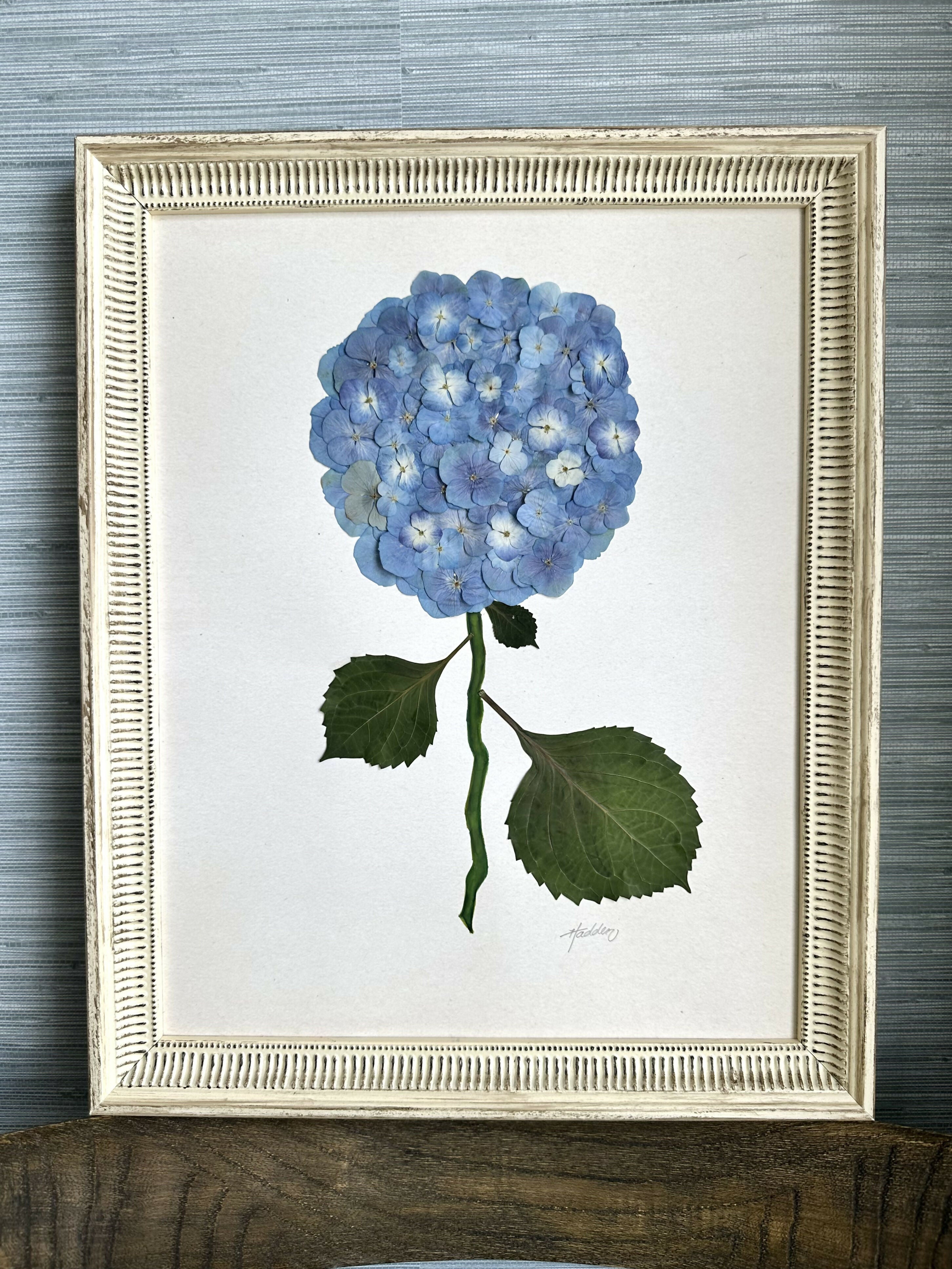 Pressed Hydrangea I/VII