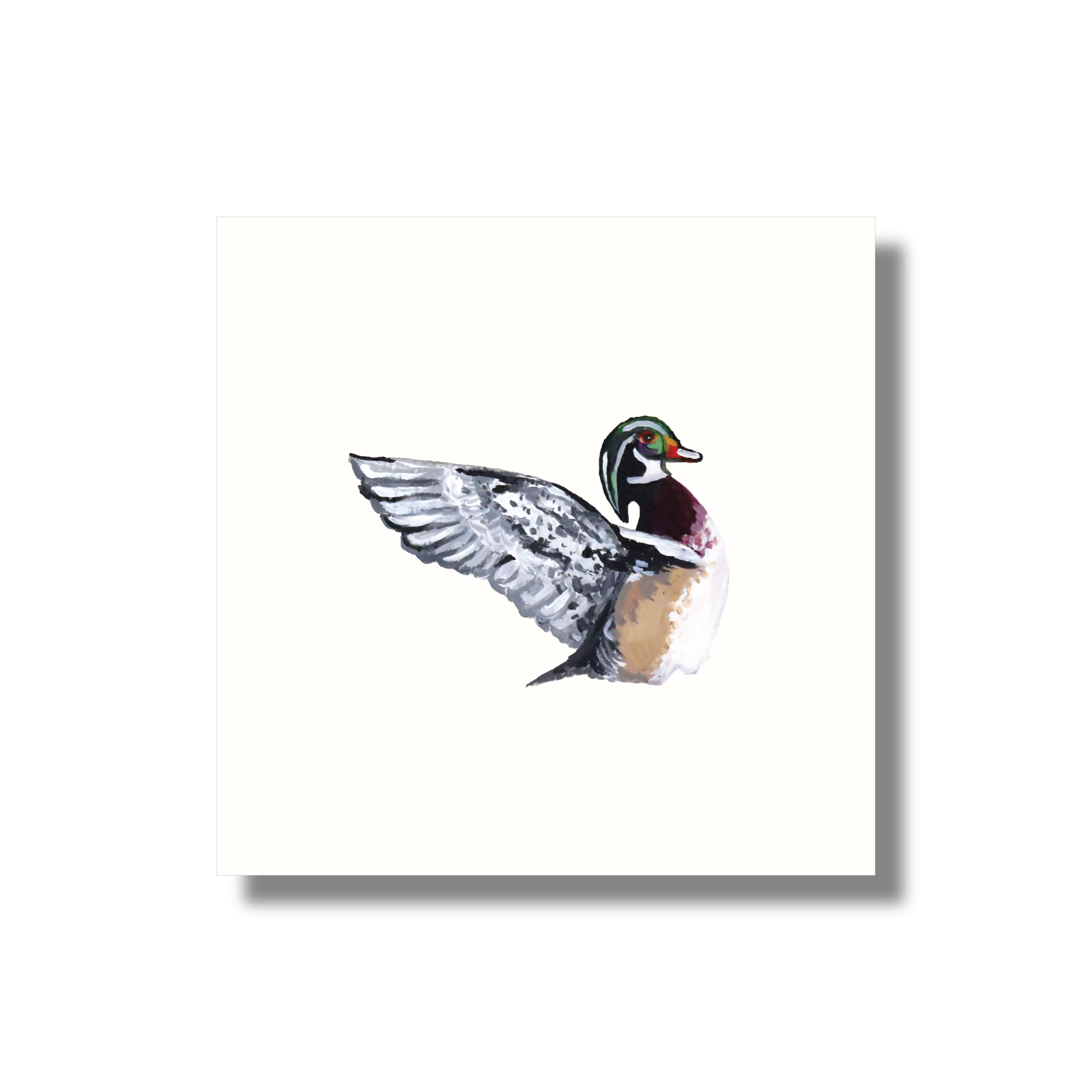 Wood Duck Study Print