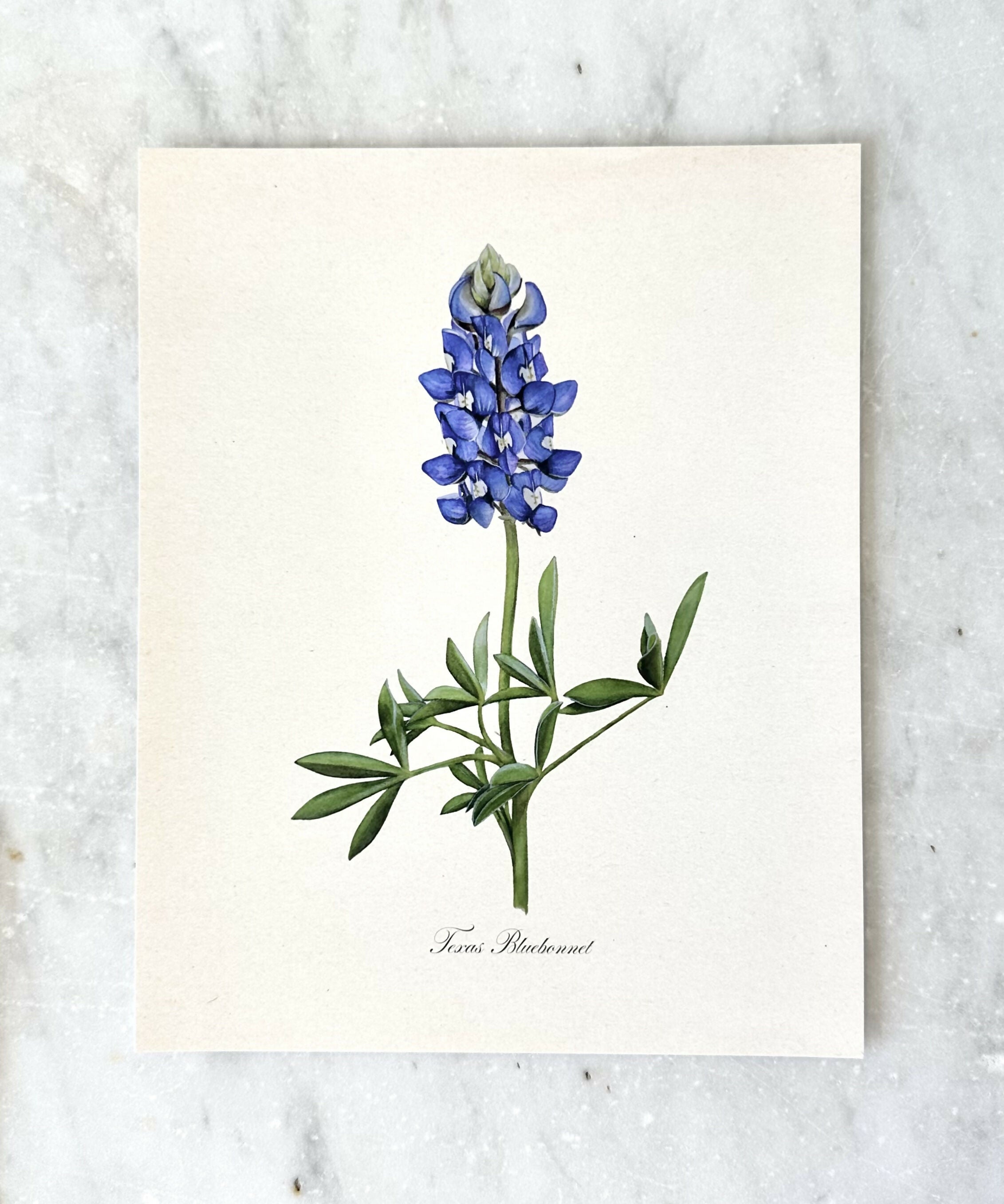 Bluebonnet Print