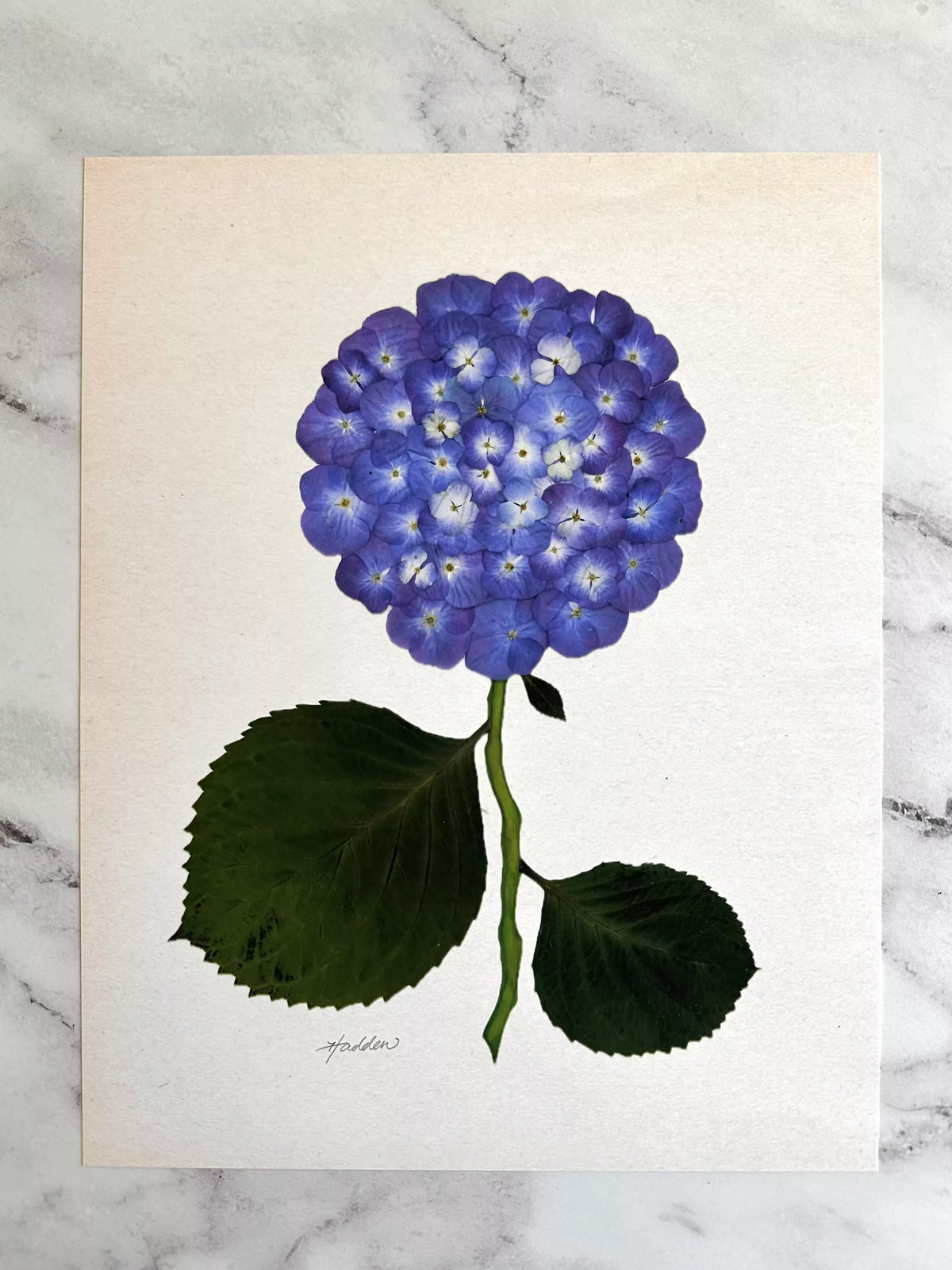 Indigo Pressed Hydrangea Giclée Print