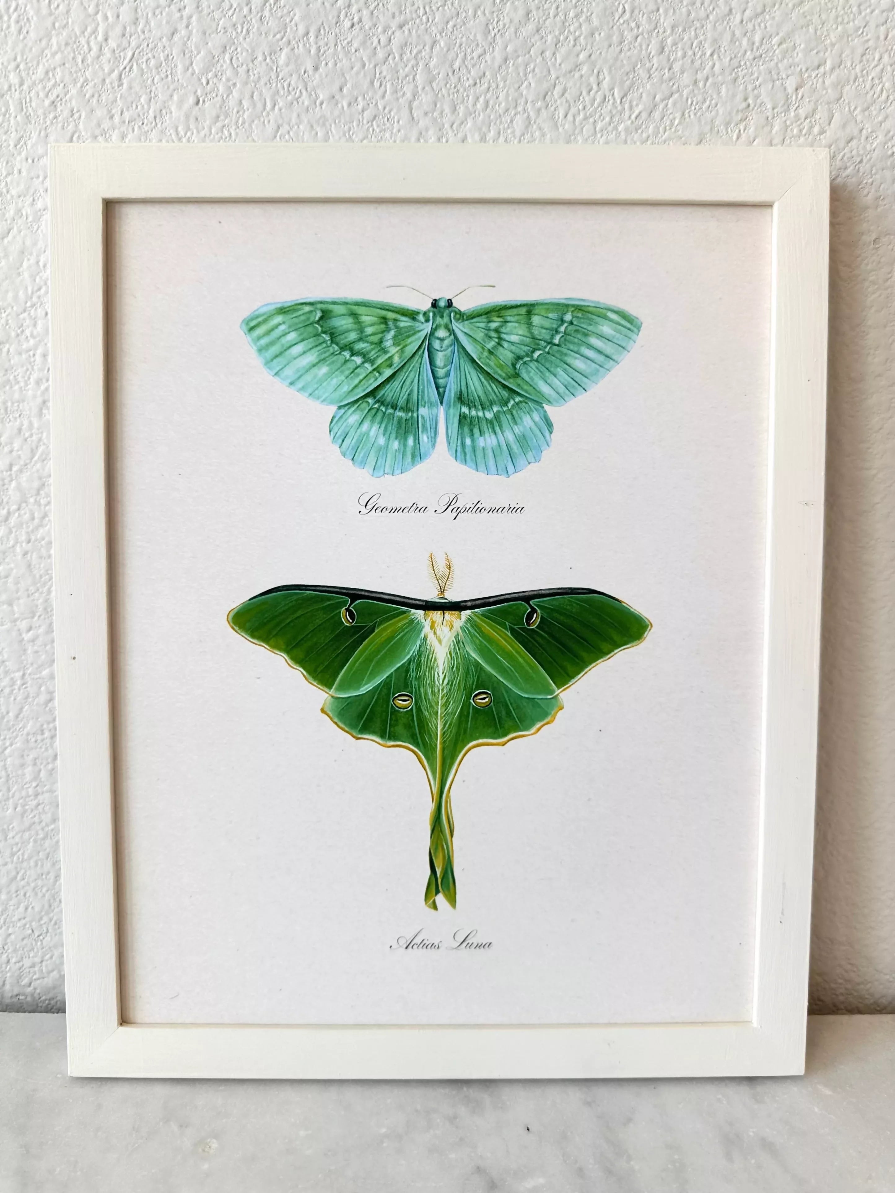 Emerald + Luna Moths Print
