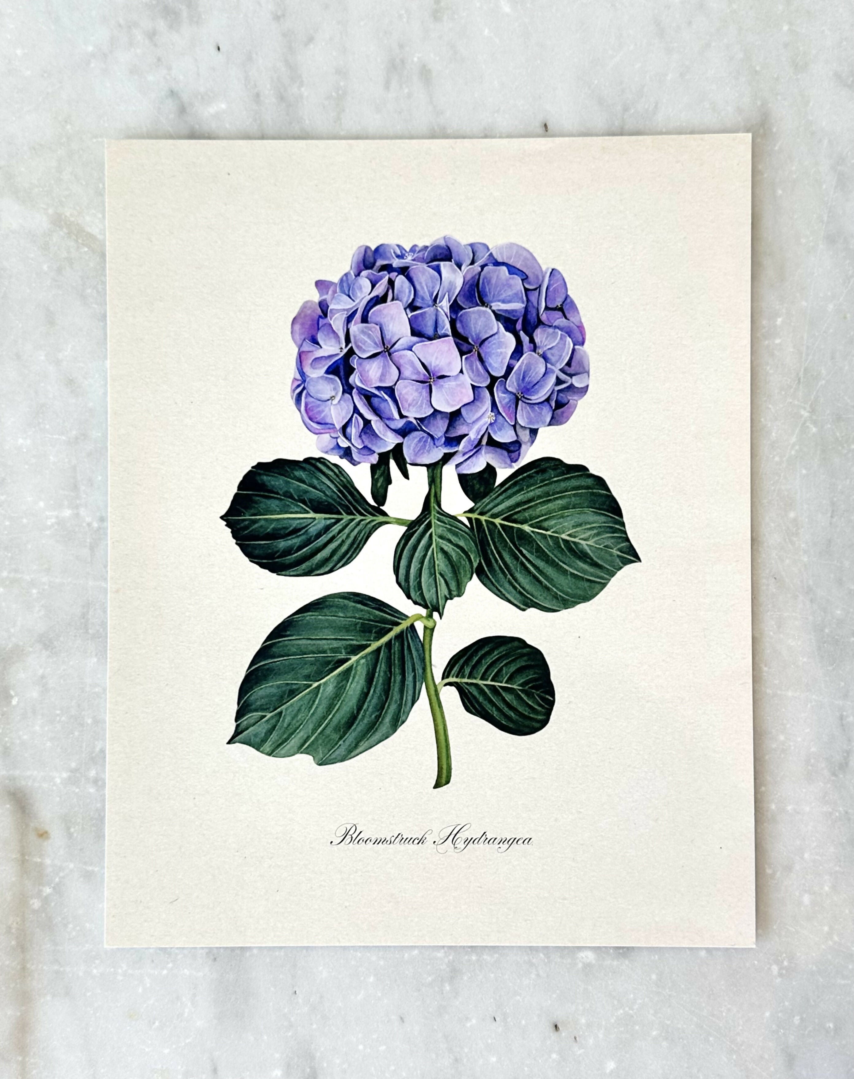 Purple Hydrangea Print