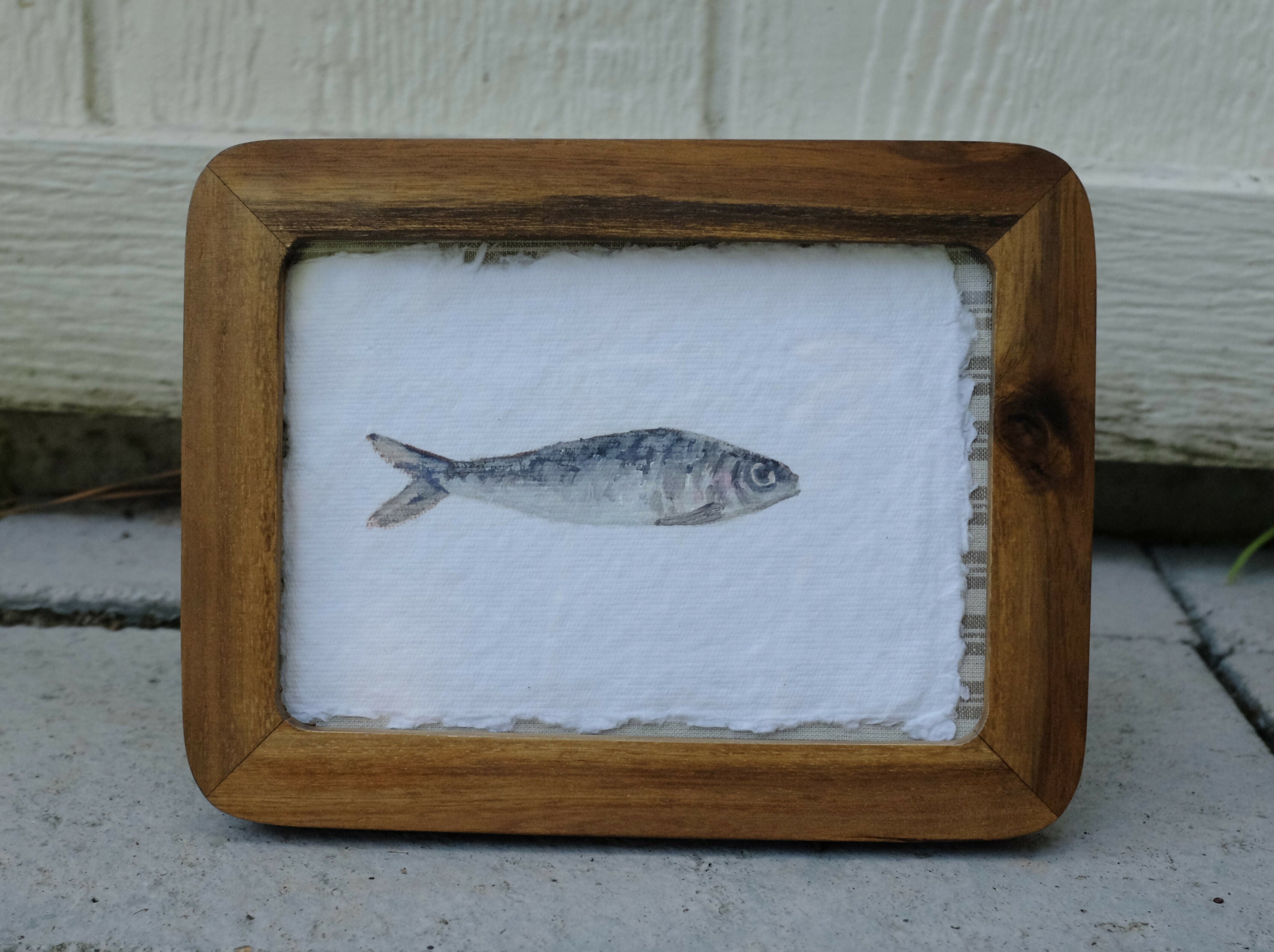 Sardine iv