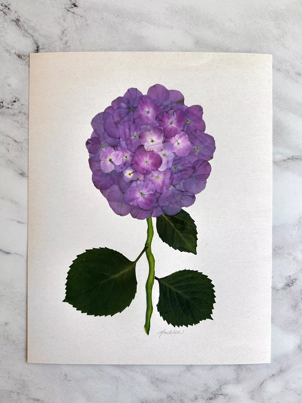 Purple Pressed Hydrangea Giclée Print