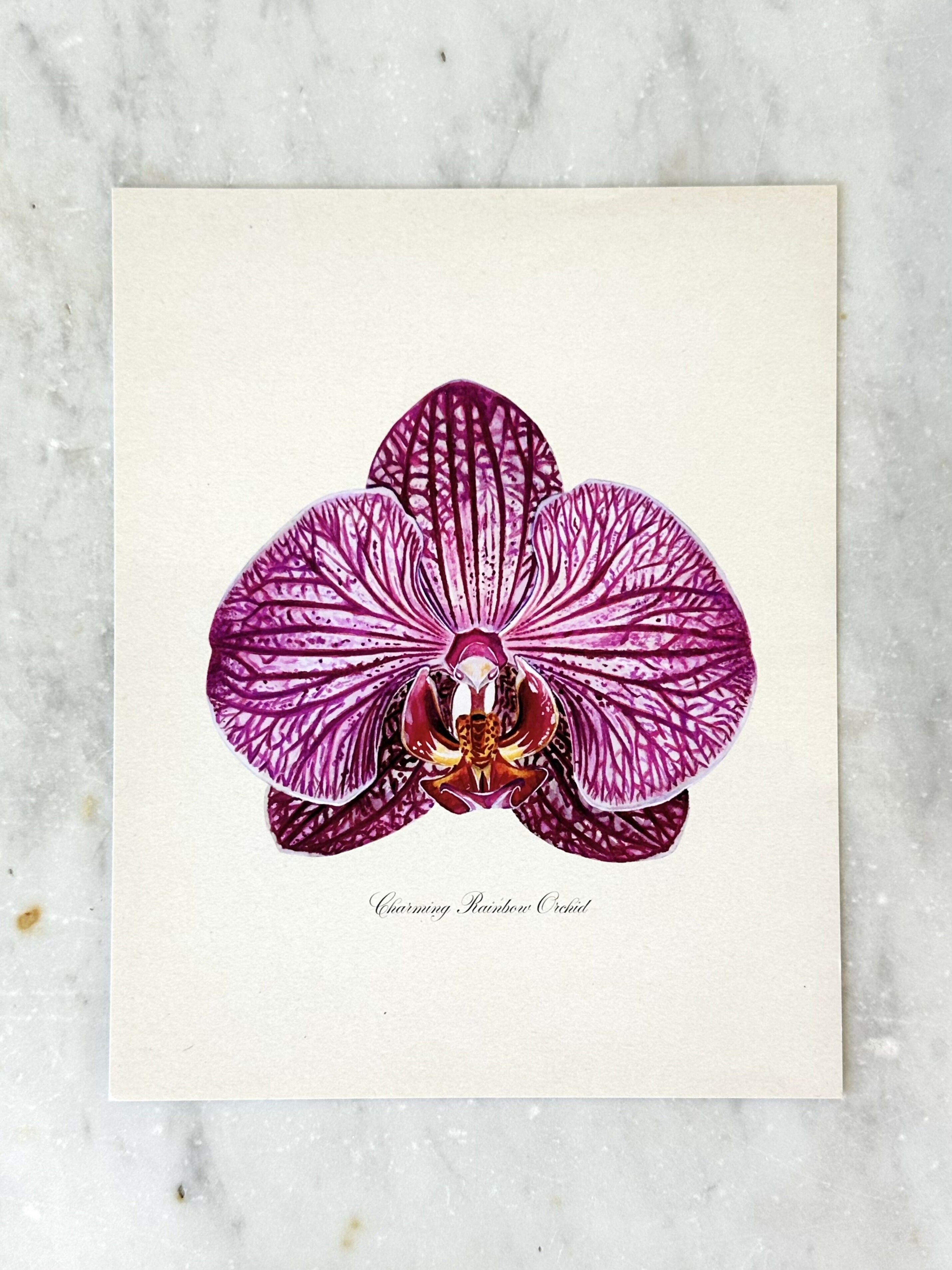 Charming Rainbow Orchid