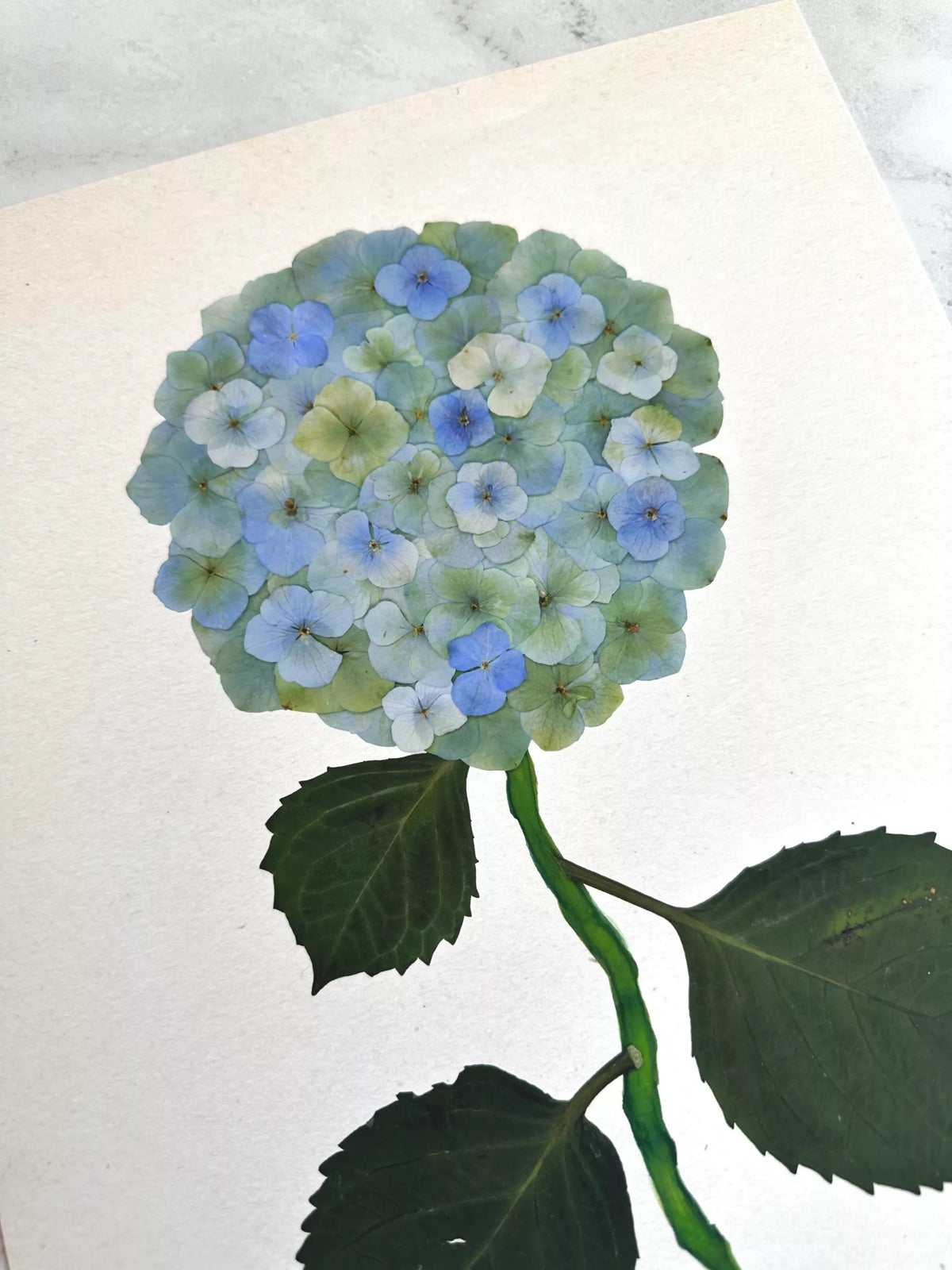 Green Pressed Hydrangea Giclée Print
