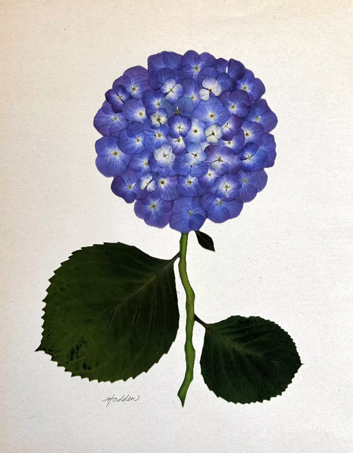 Indigo Pressed Hydrangea Giclée Print