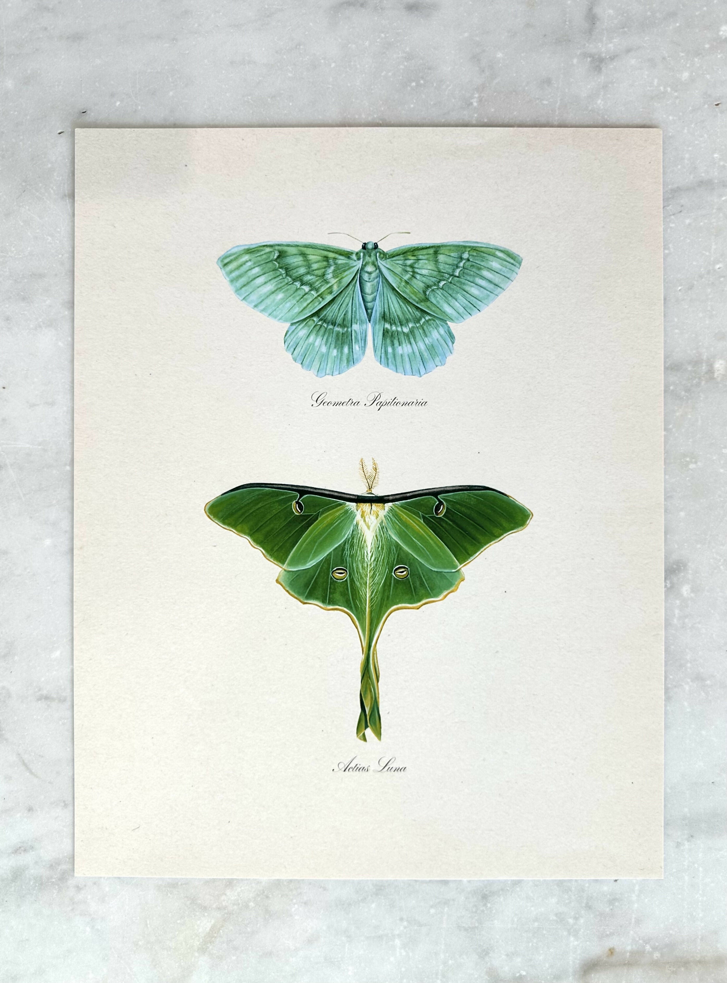 Emerald + Luna Moths Print