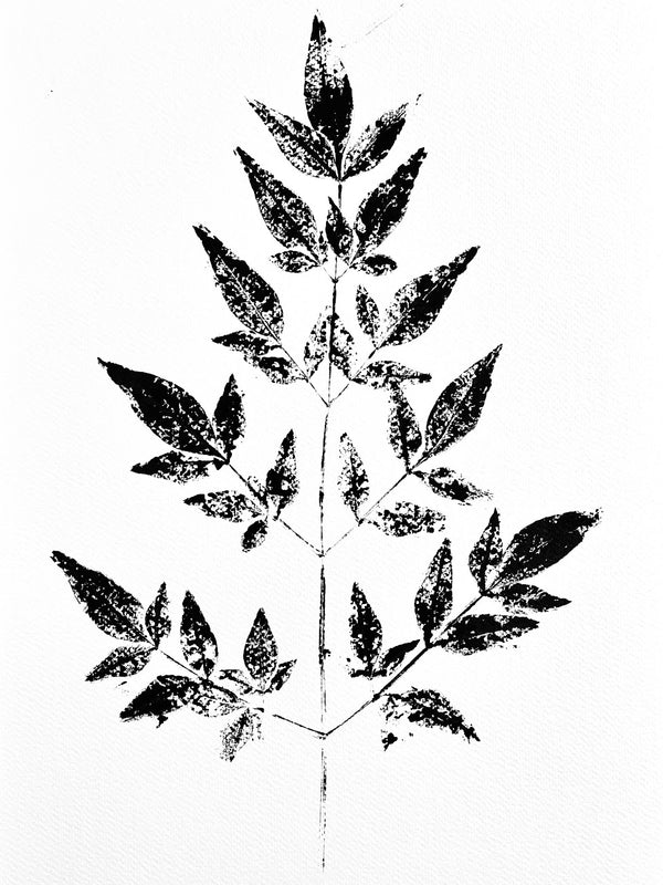 Mimosa Ink Transfer