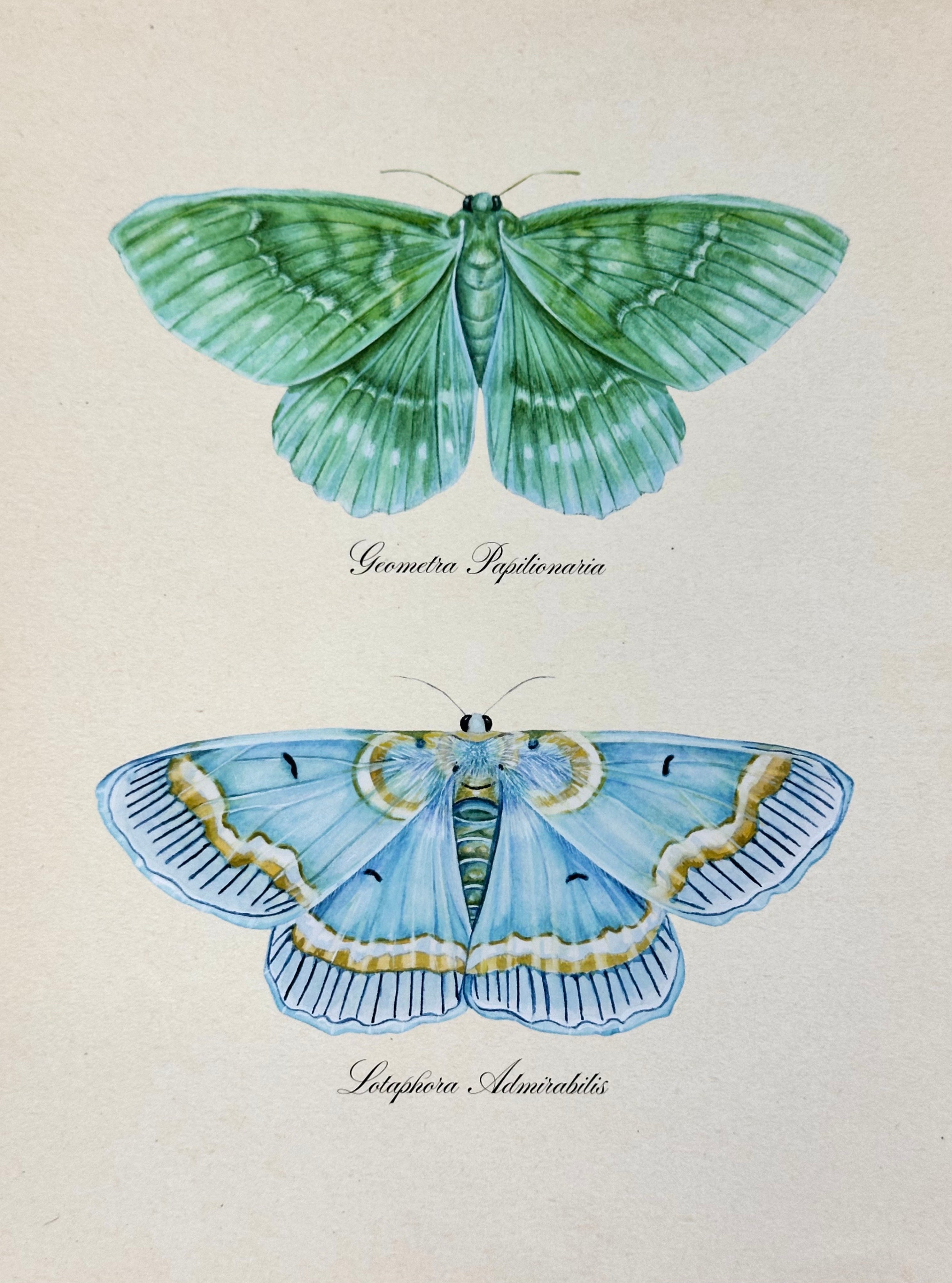 Emerald + Blue Moths Print