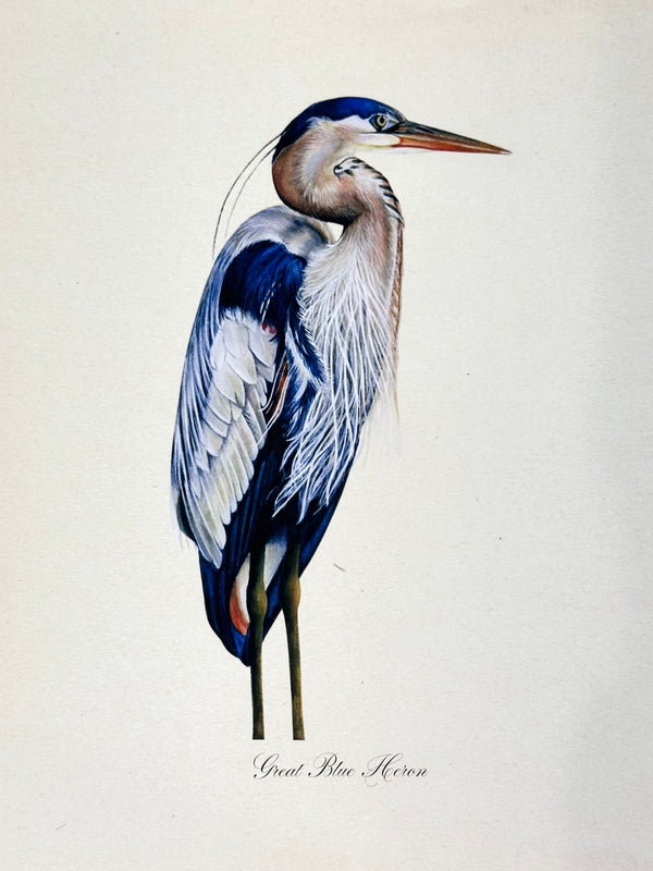 Great Blue Heron Print