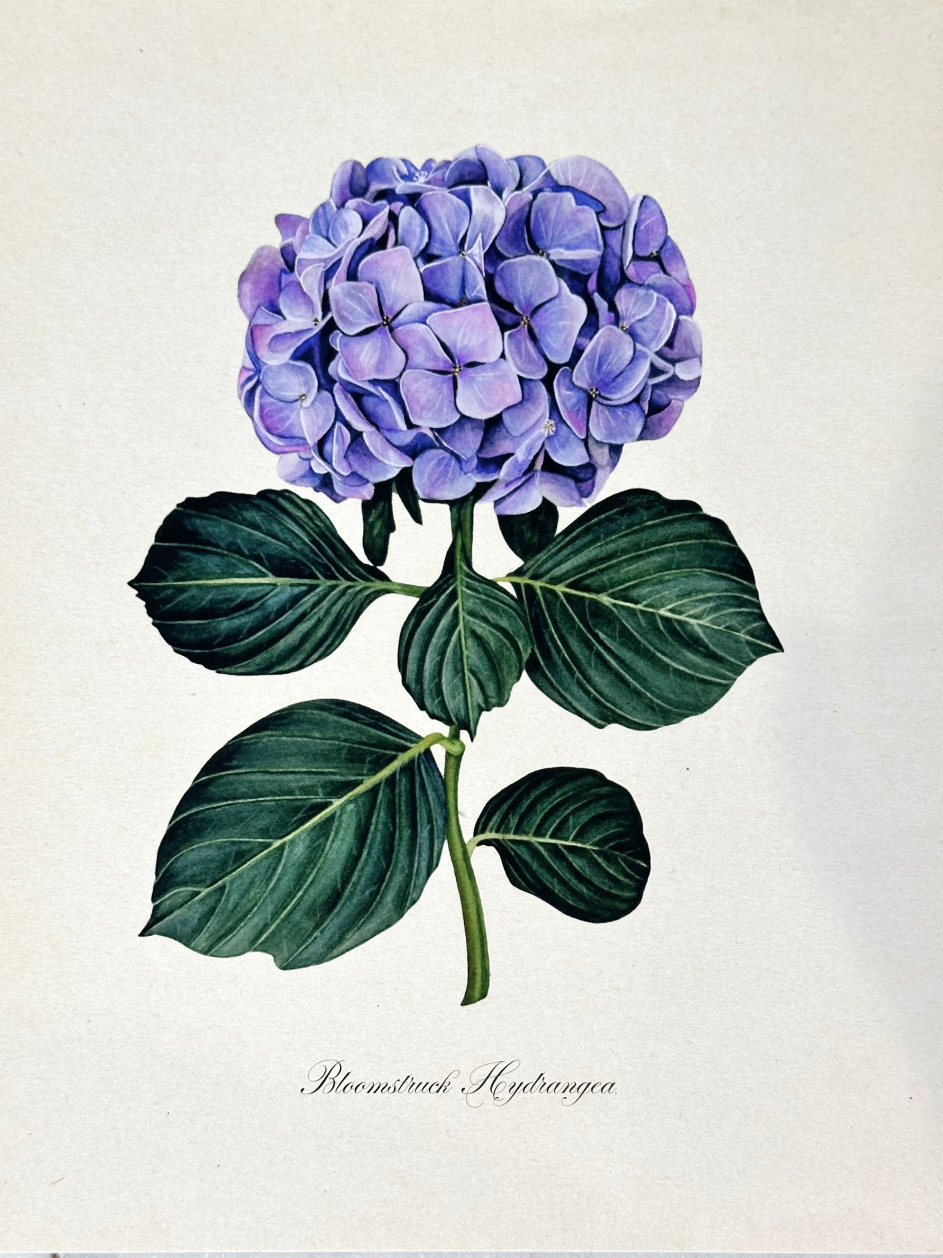 Hydrangea Print