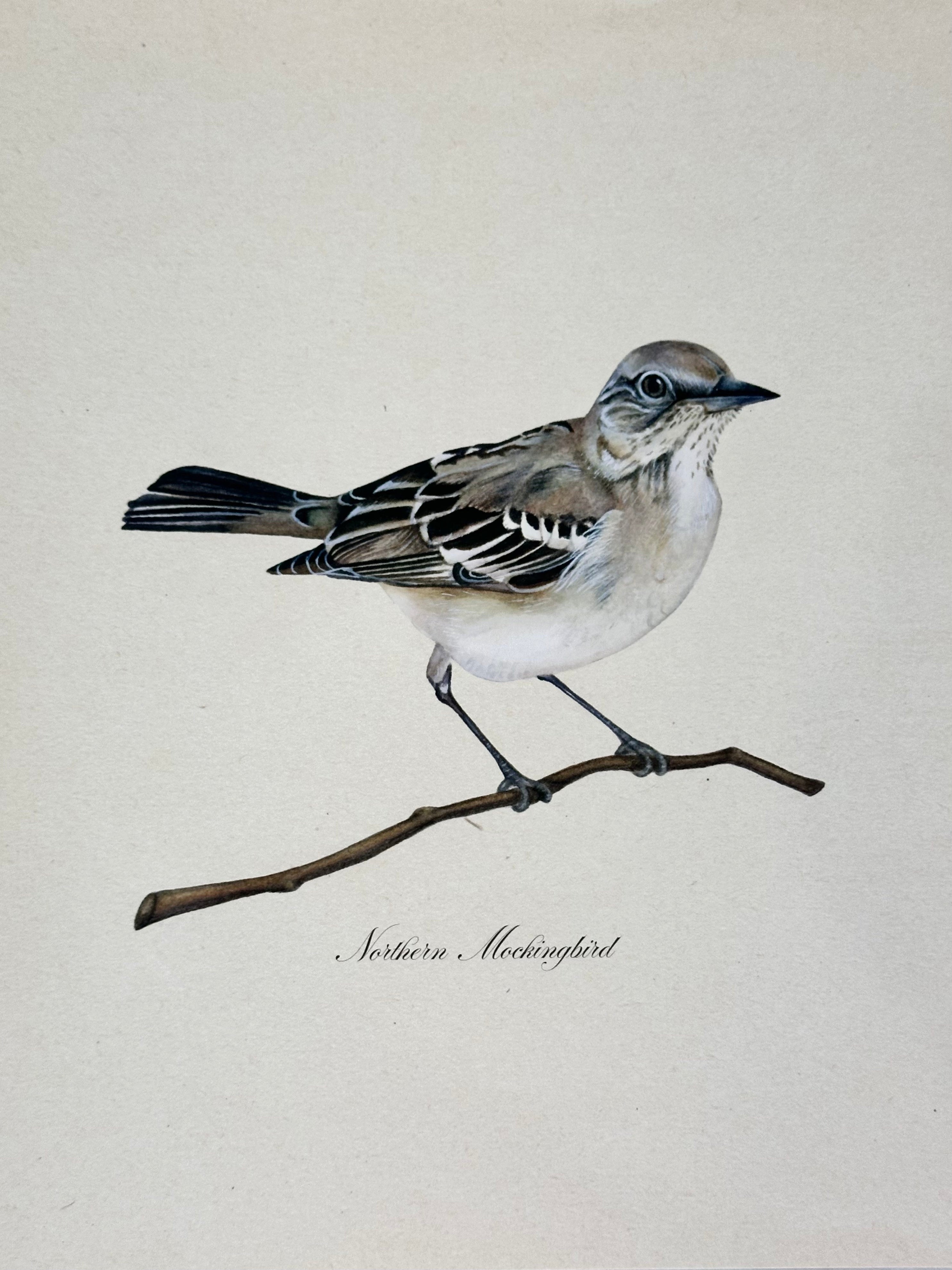 Northern Mockingbird Print