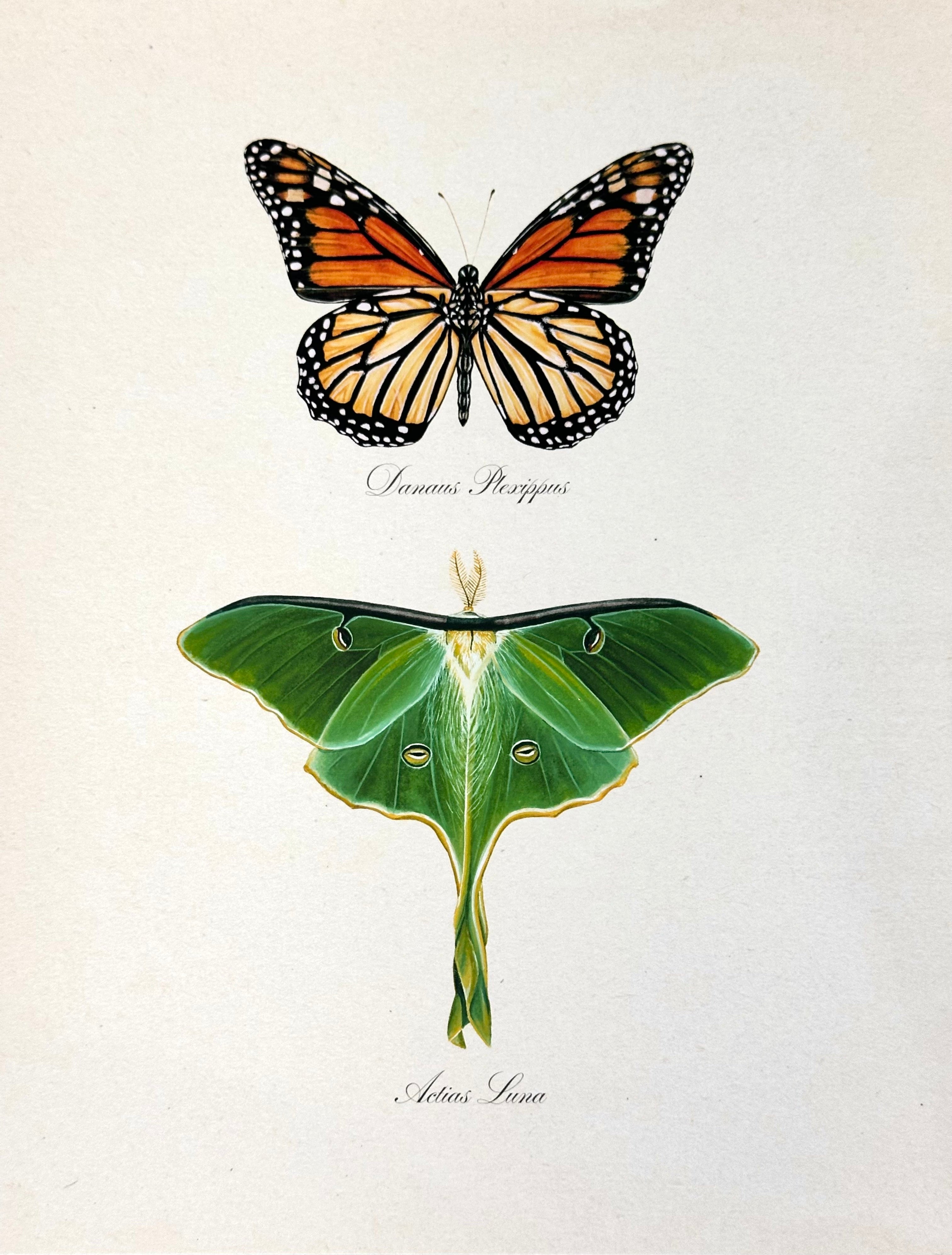 Monarch + Luna Print