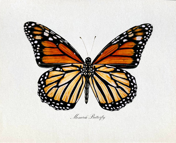 Monarch Butterfly Print