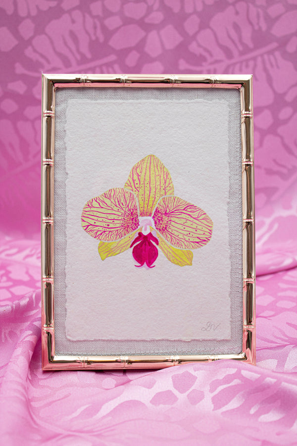 Lemonade Orchid