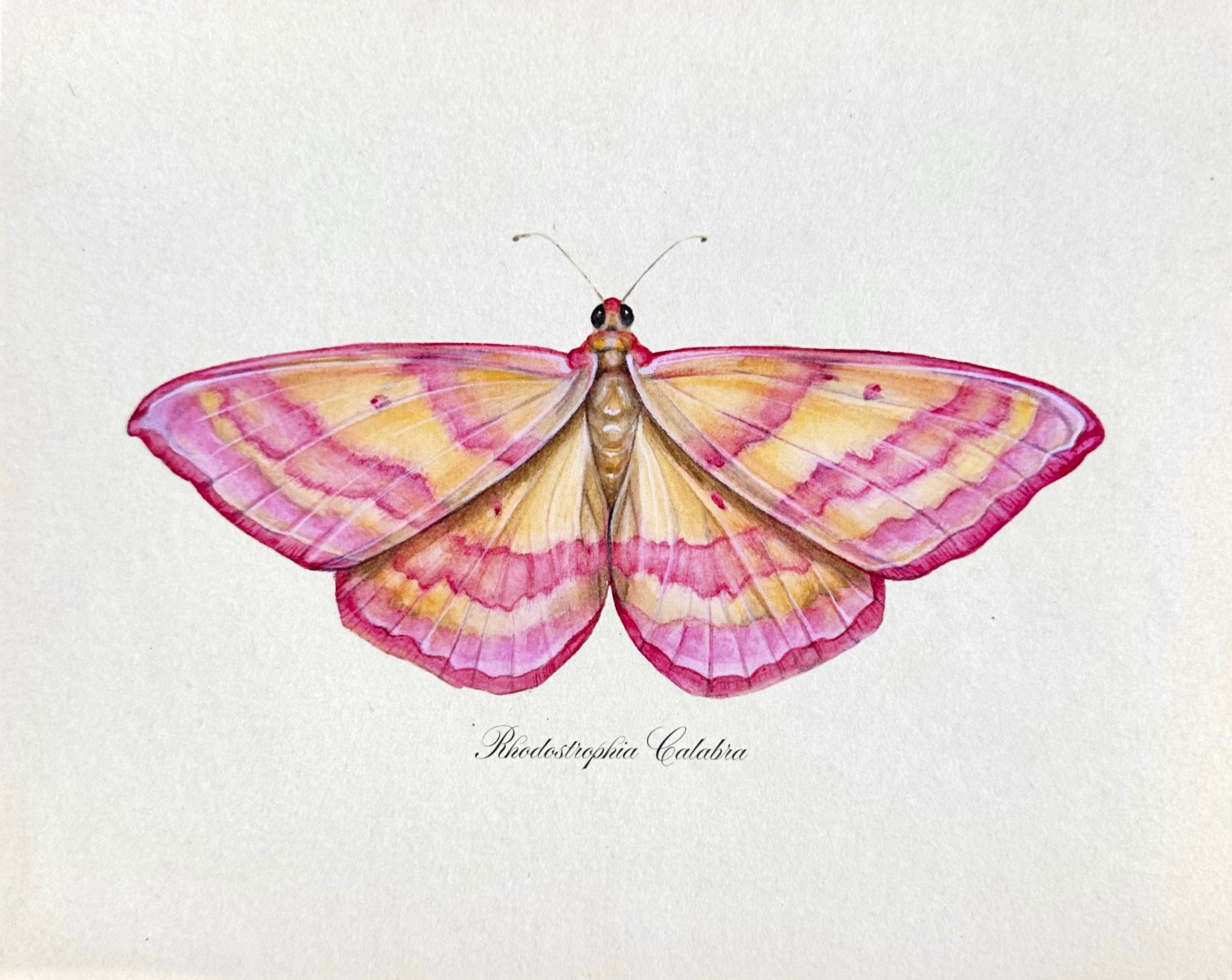 Pink Lined Moth Print
